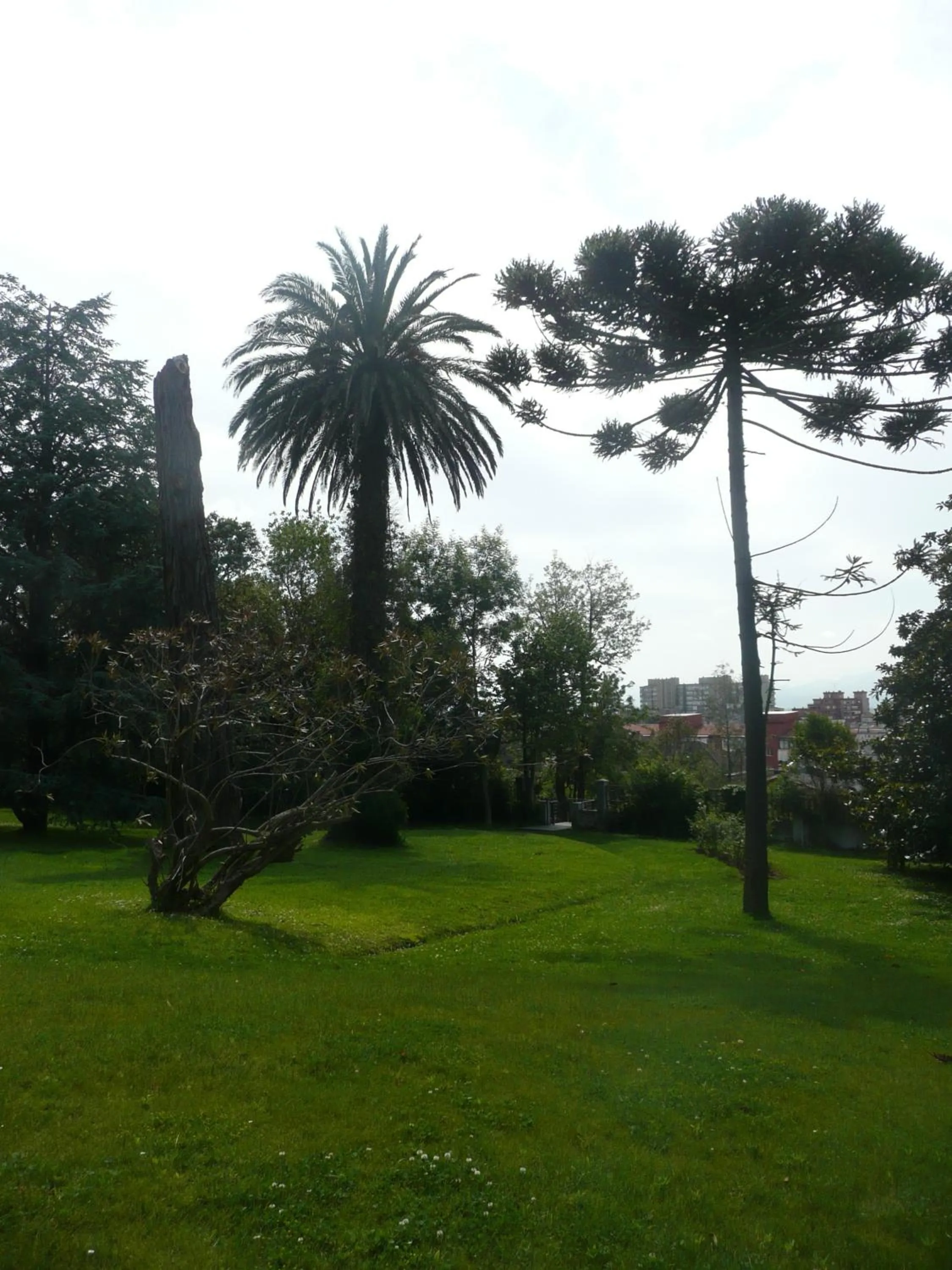 Garden in Las Carolinas Garden