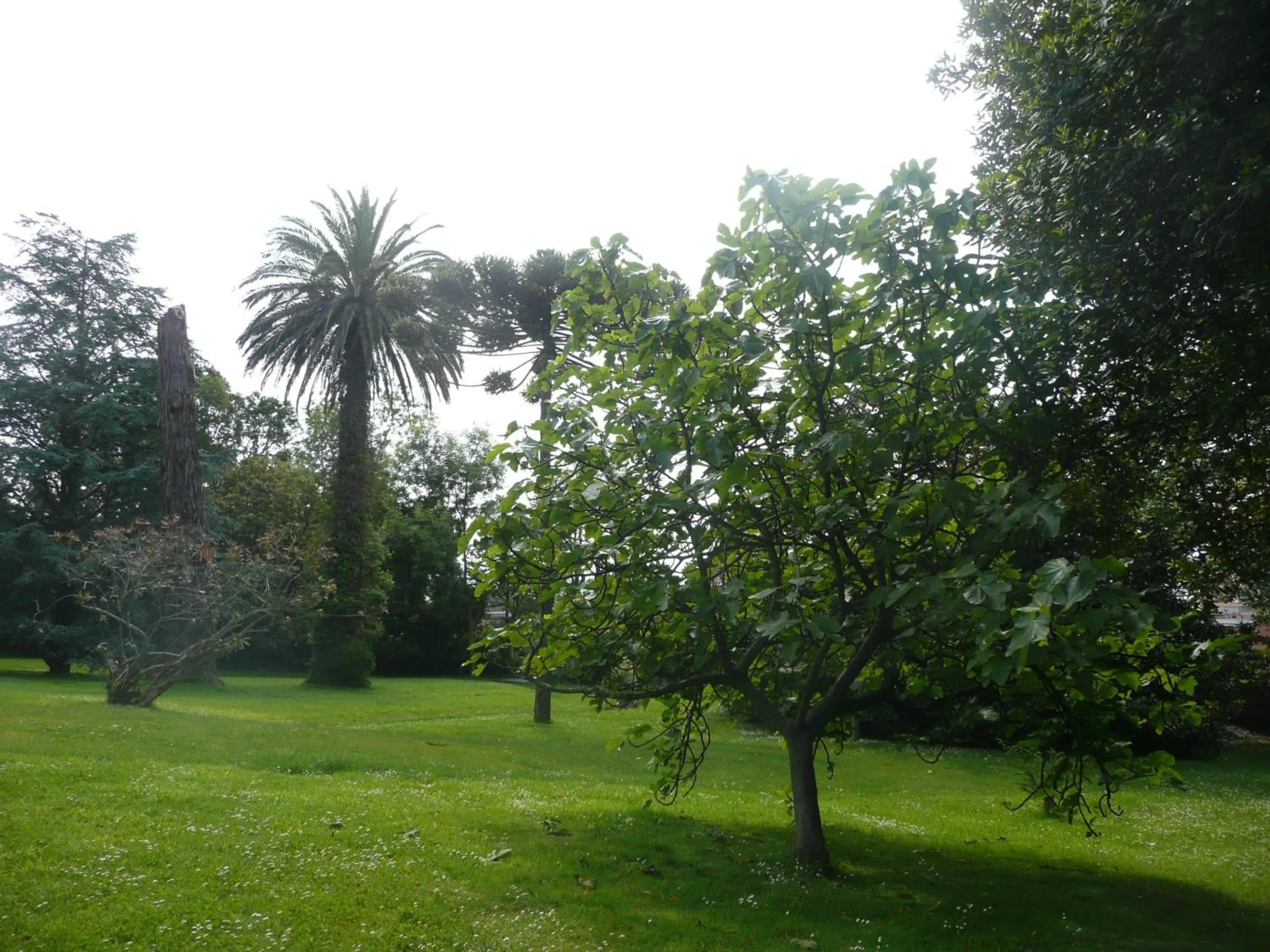 Garden in Las Carolinas Garden