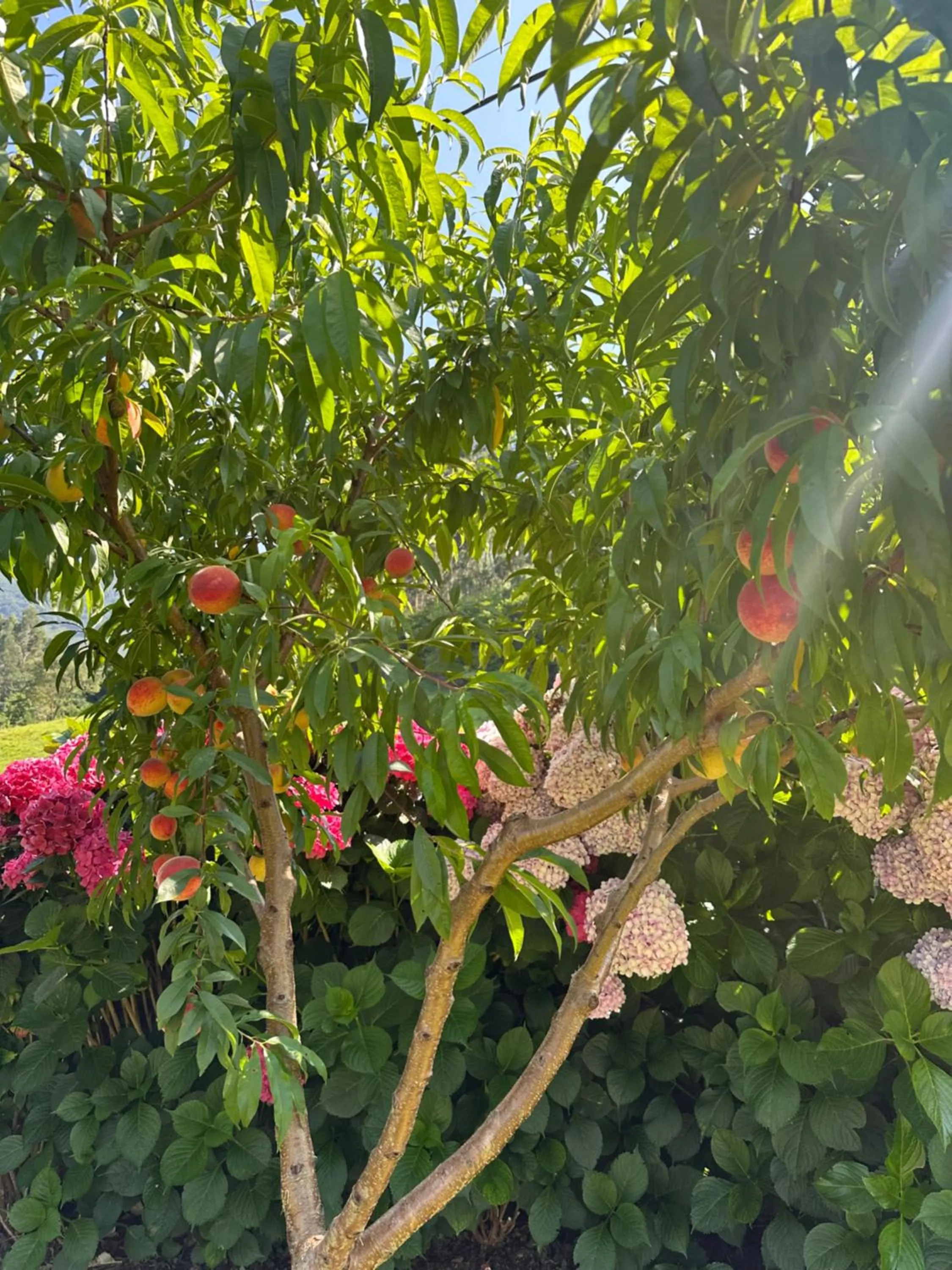 Garden in Casa de Aldea El Frade