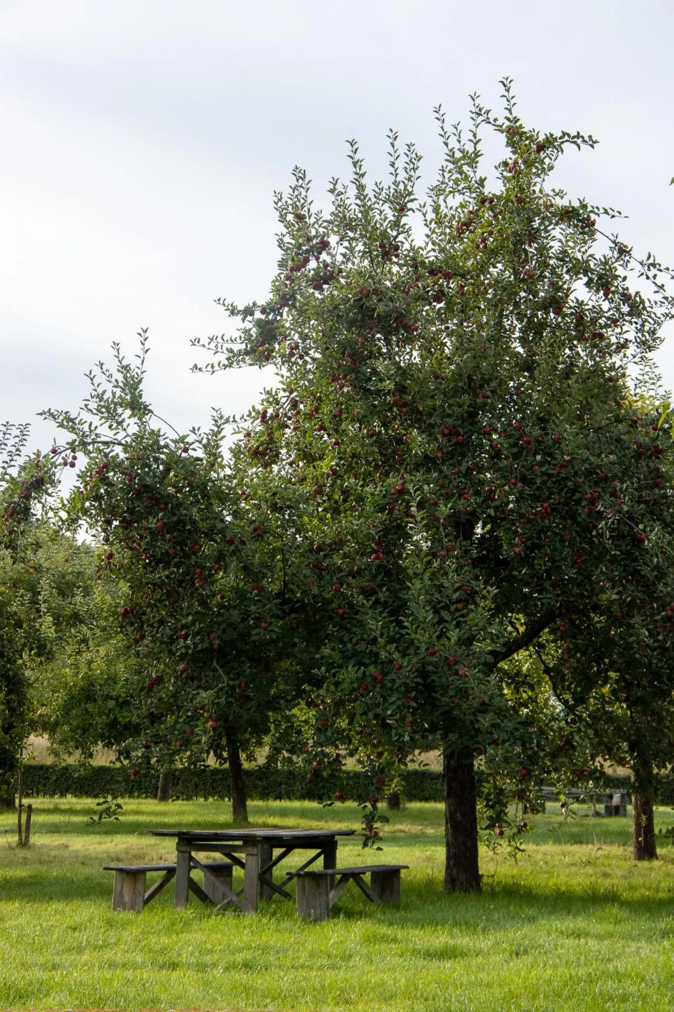 B&B Kasteelhoeve de Kerckhem