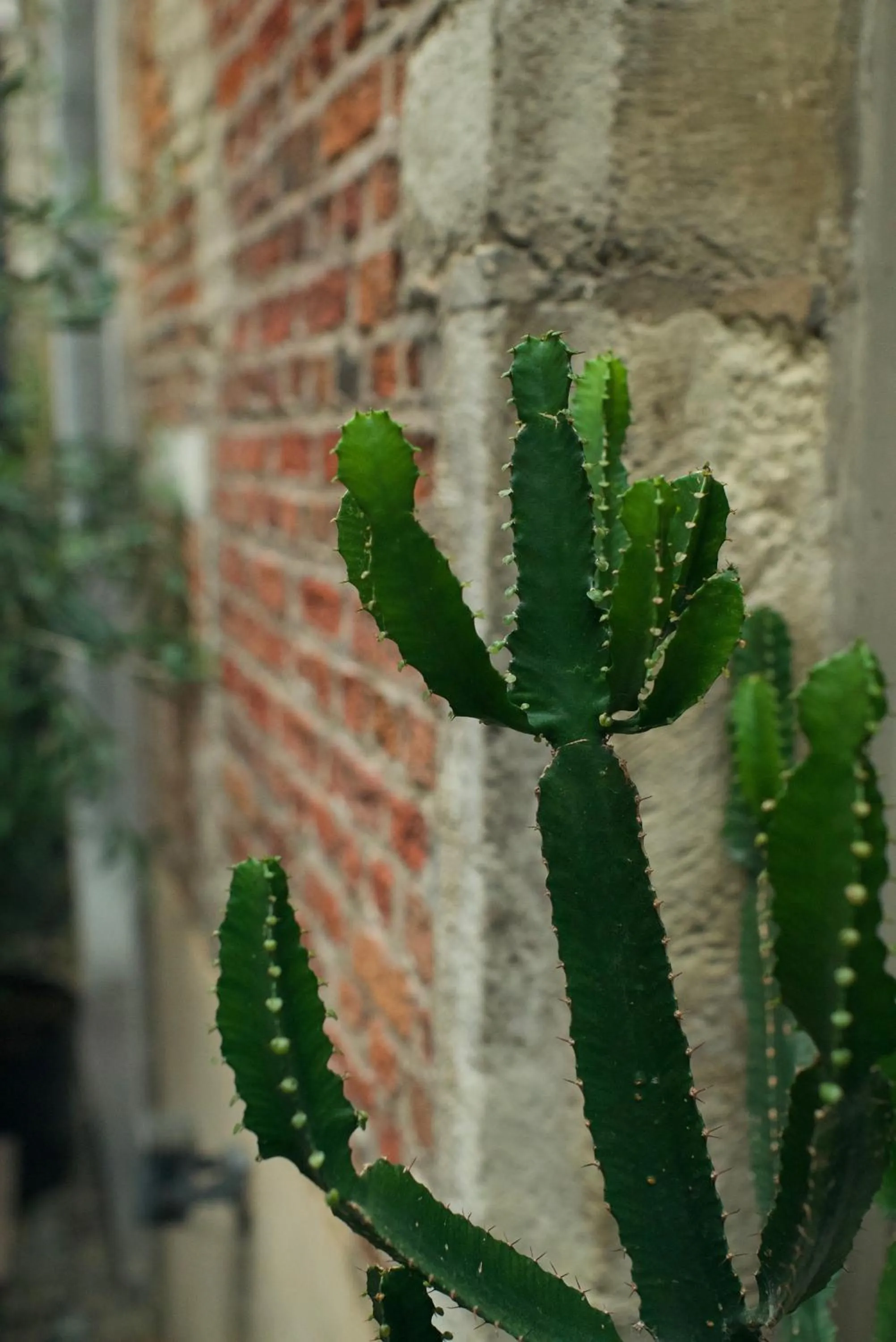 Inner courtyard view in Hotel Matelote