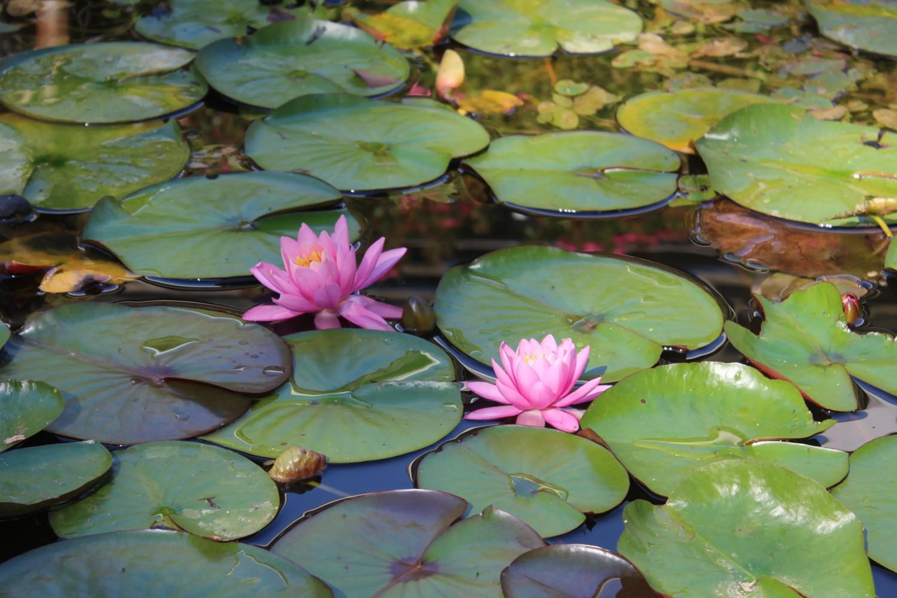 Spring in Castel de Pont-a-Lesse