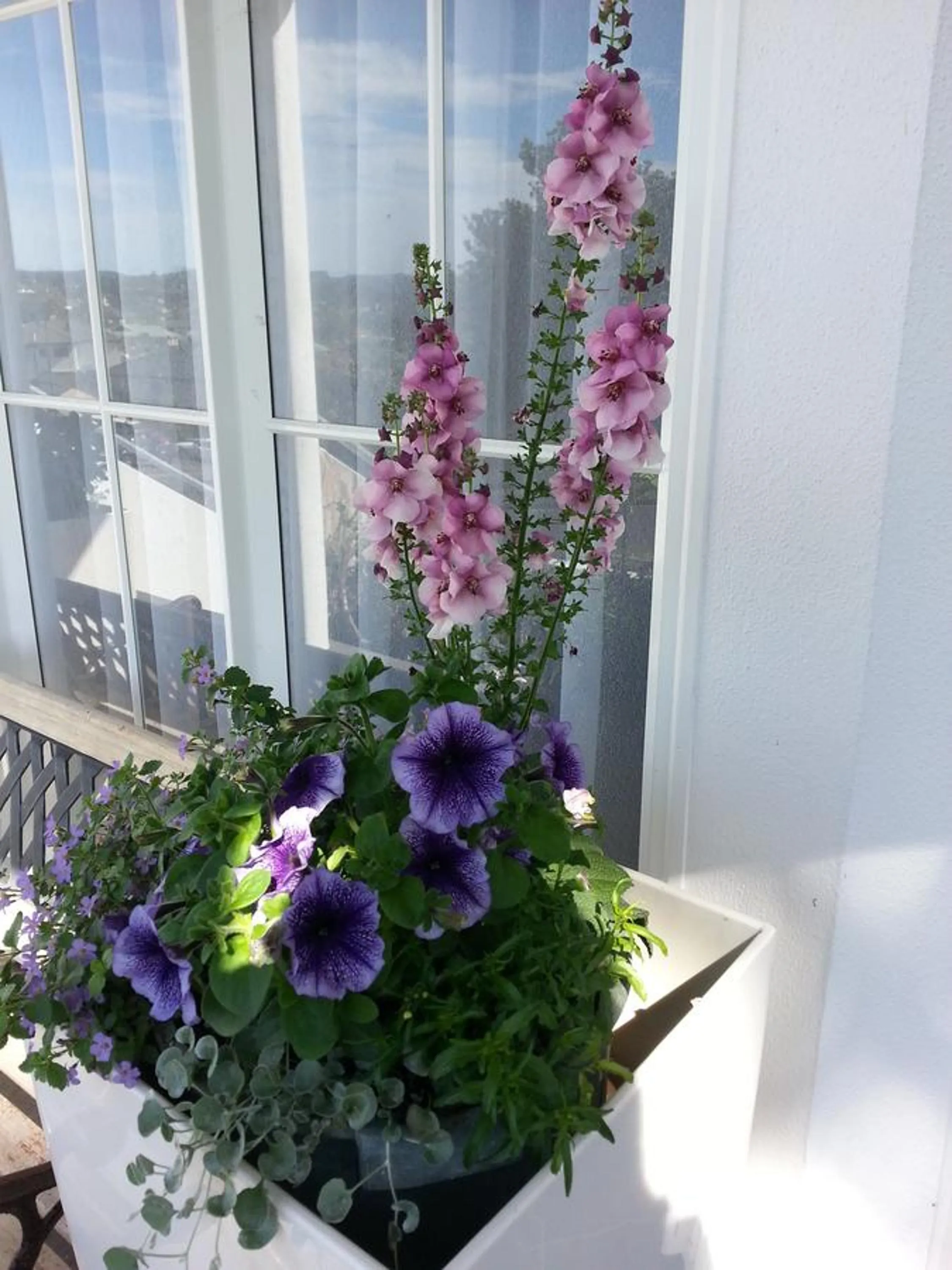 Property building in Lush & Co Auckland Bed & Breakfast