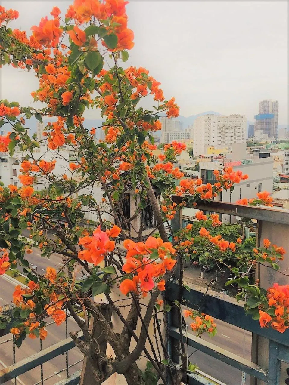 Garden view in Cong Thuong Hotel