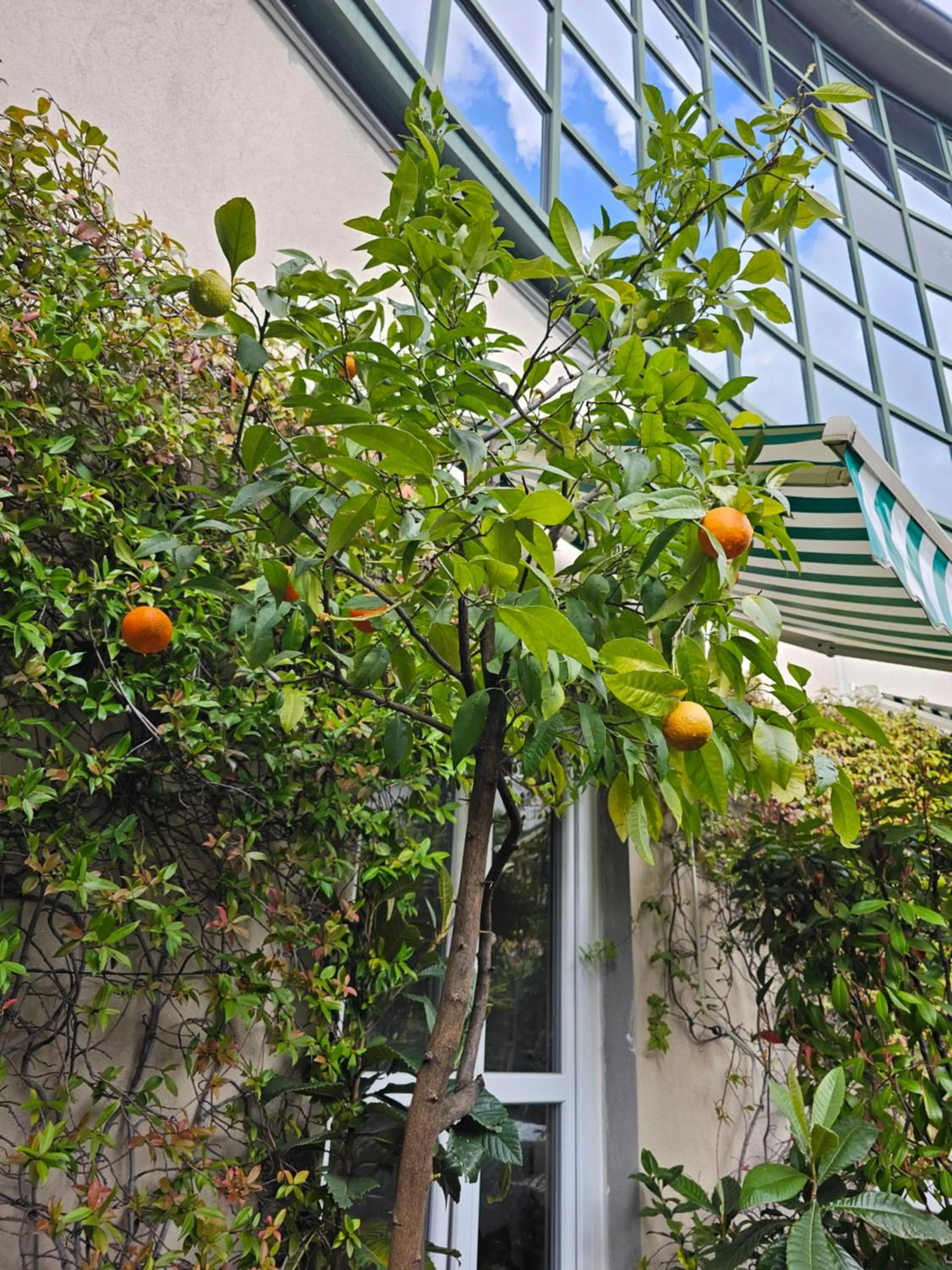 Victoria Royal Garden