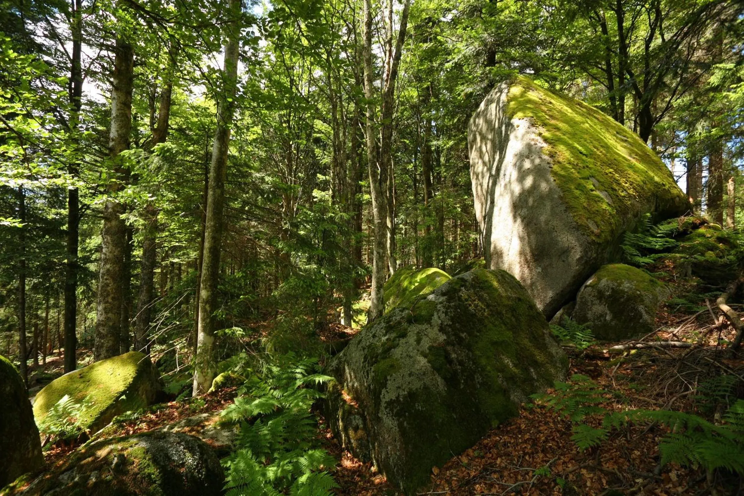 Area and facilities in Höhengasthaus Kolmenhof an der Donauquelle