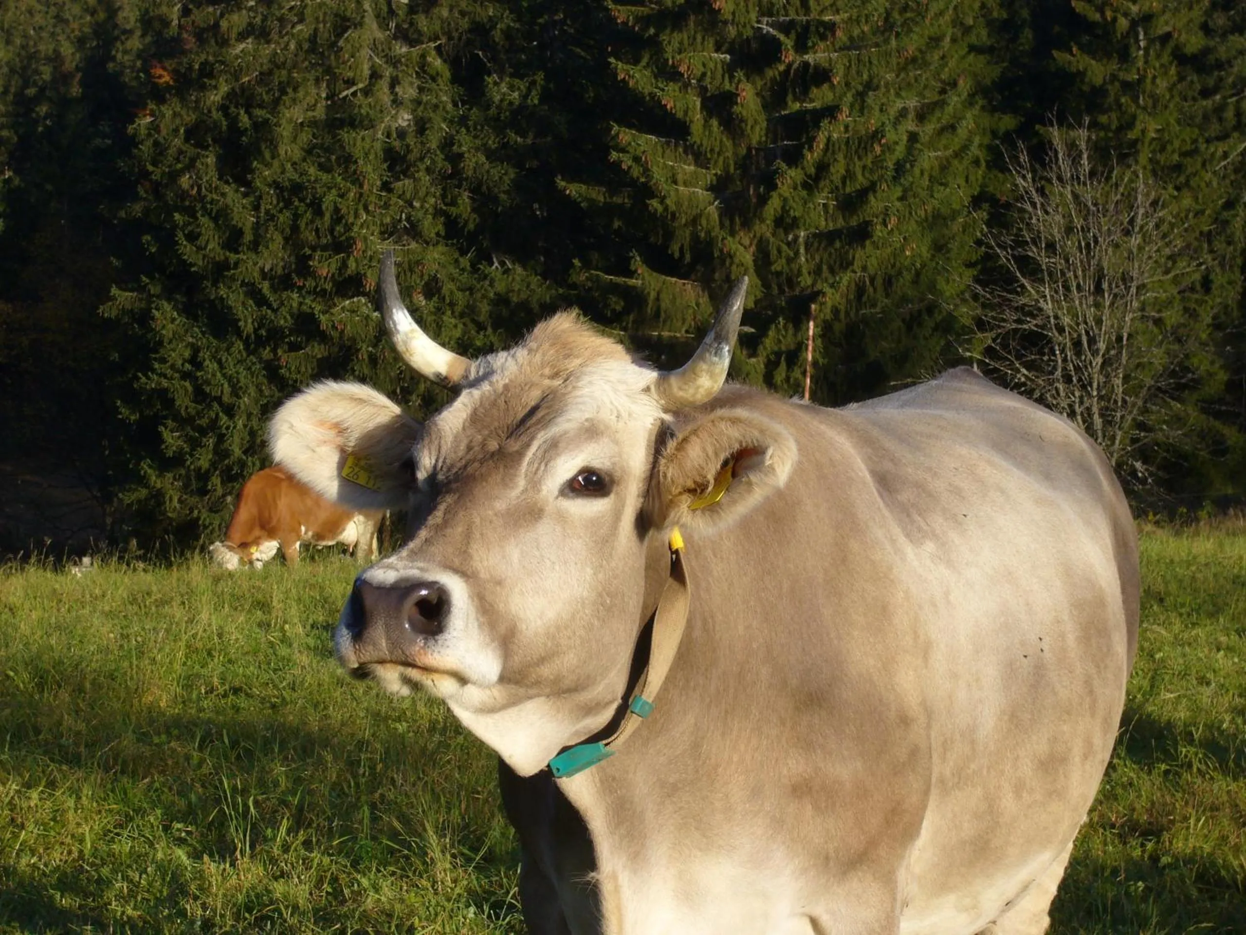 Animals in Höhengasthaus Kolmenhof an der Donauquelle
