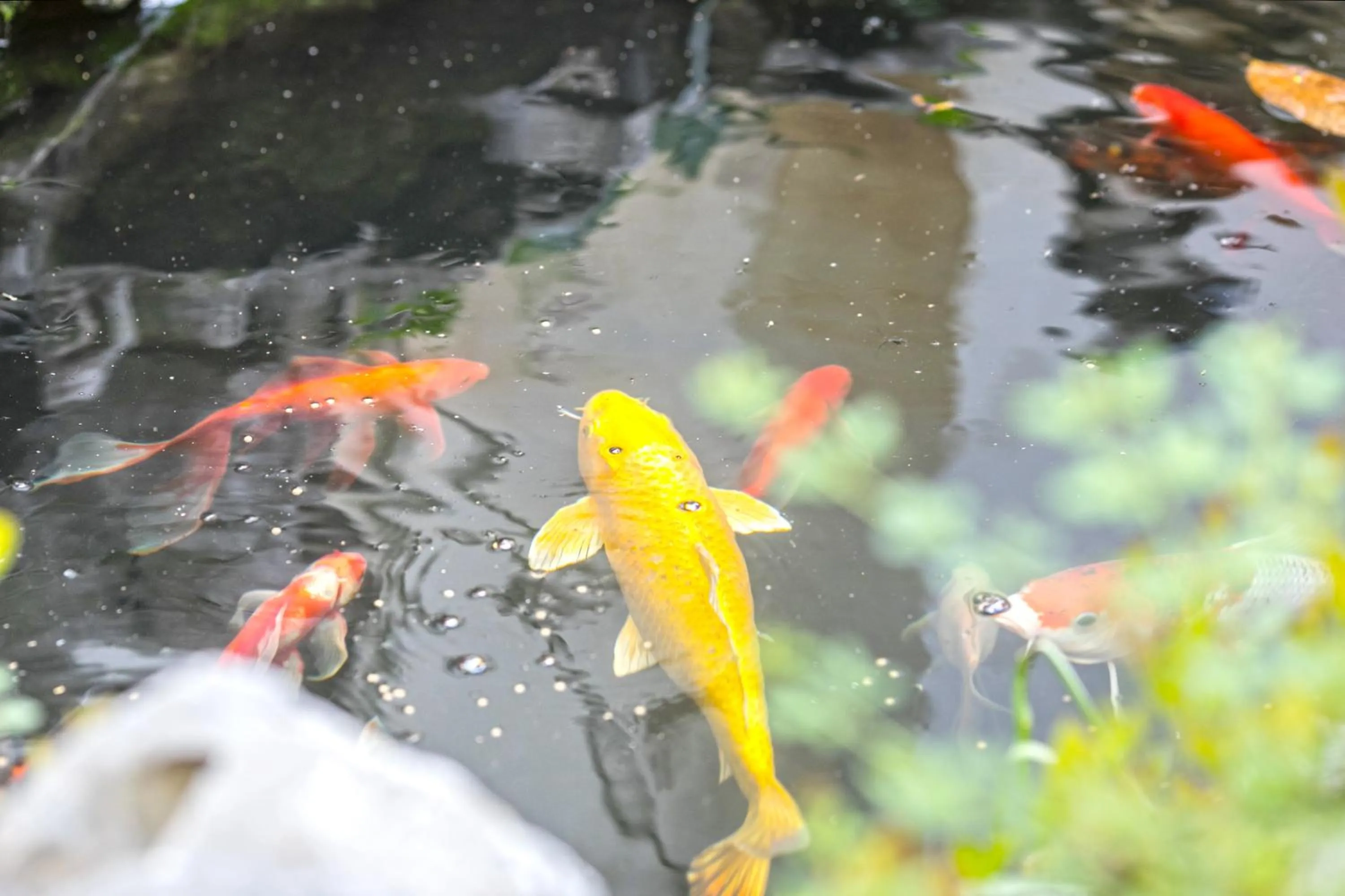 Animals in Tongli 1917 Best South Inn