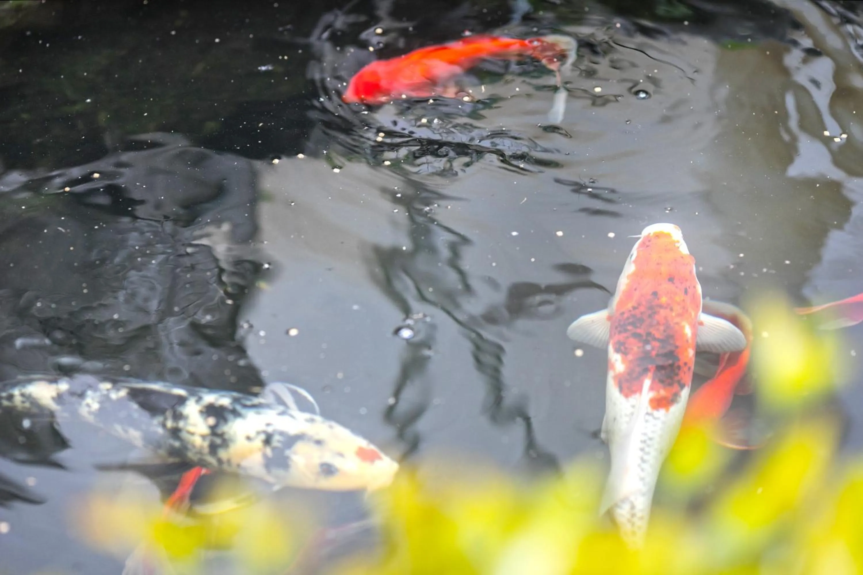 Garden in Tongli 1917 Best South Inn