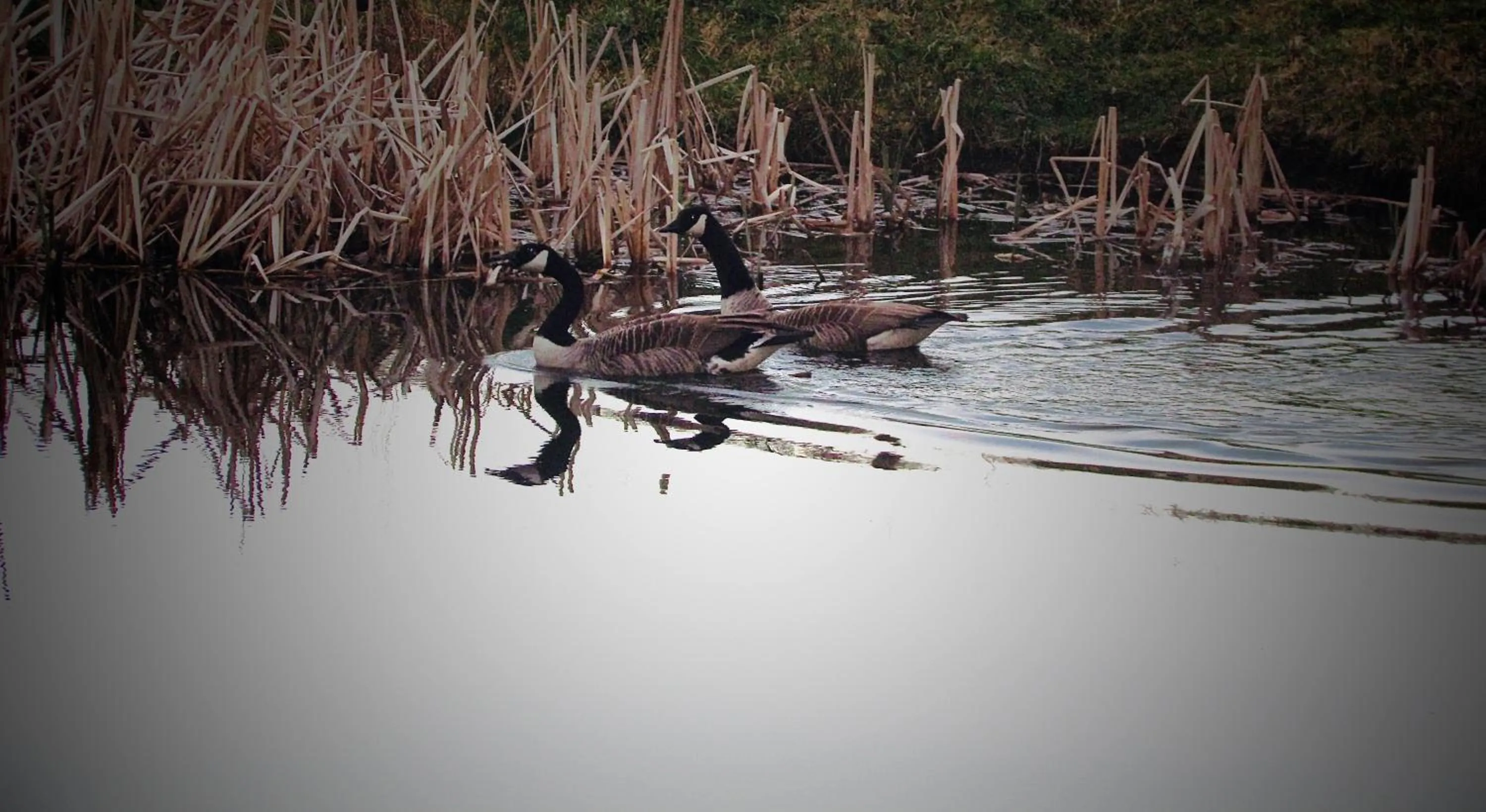 Animals in The Moorhead Bed & Breakfast