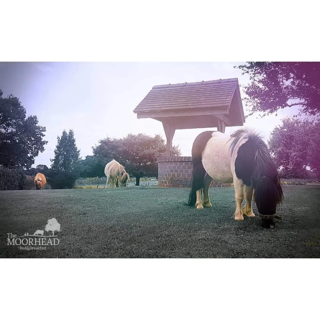 The Moorhead Bed & Breakfast