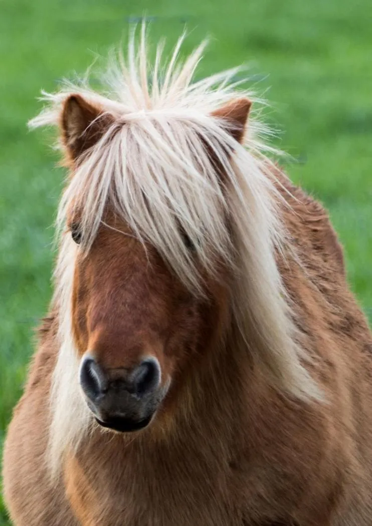 Pets in The Moorhead Bed & Breakfast