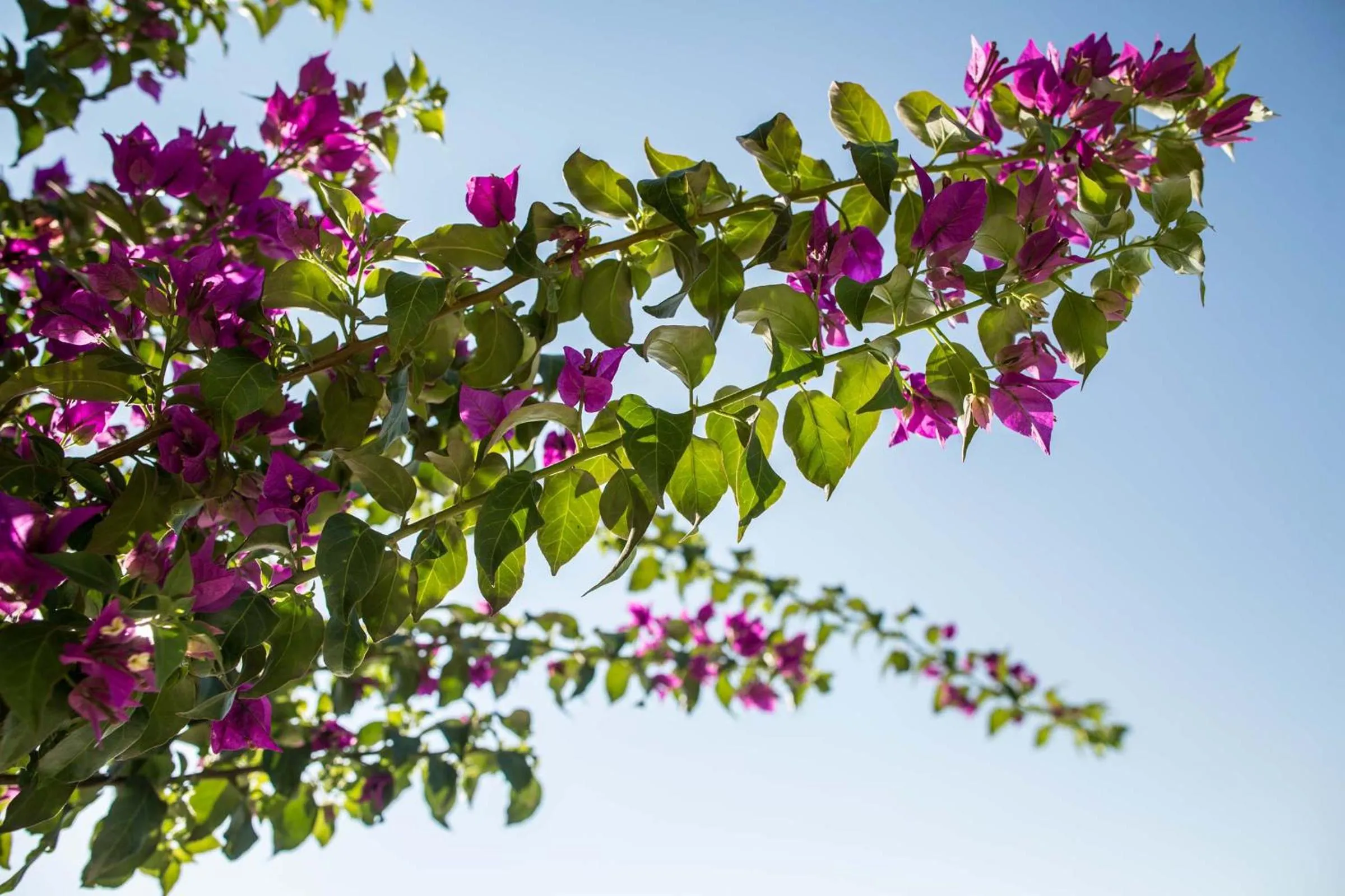 Decorative detail in Le Scuderie - Castello Monaci