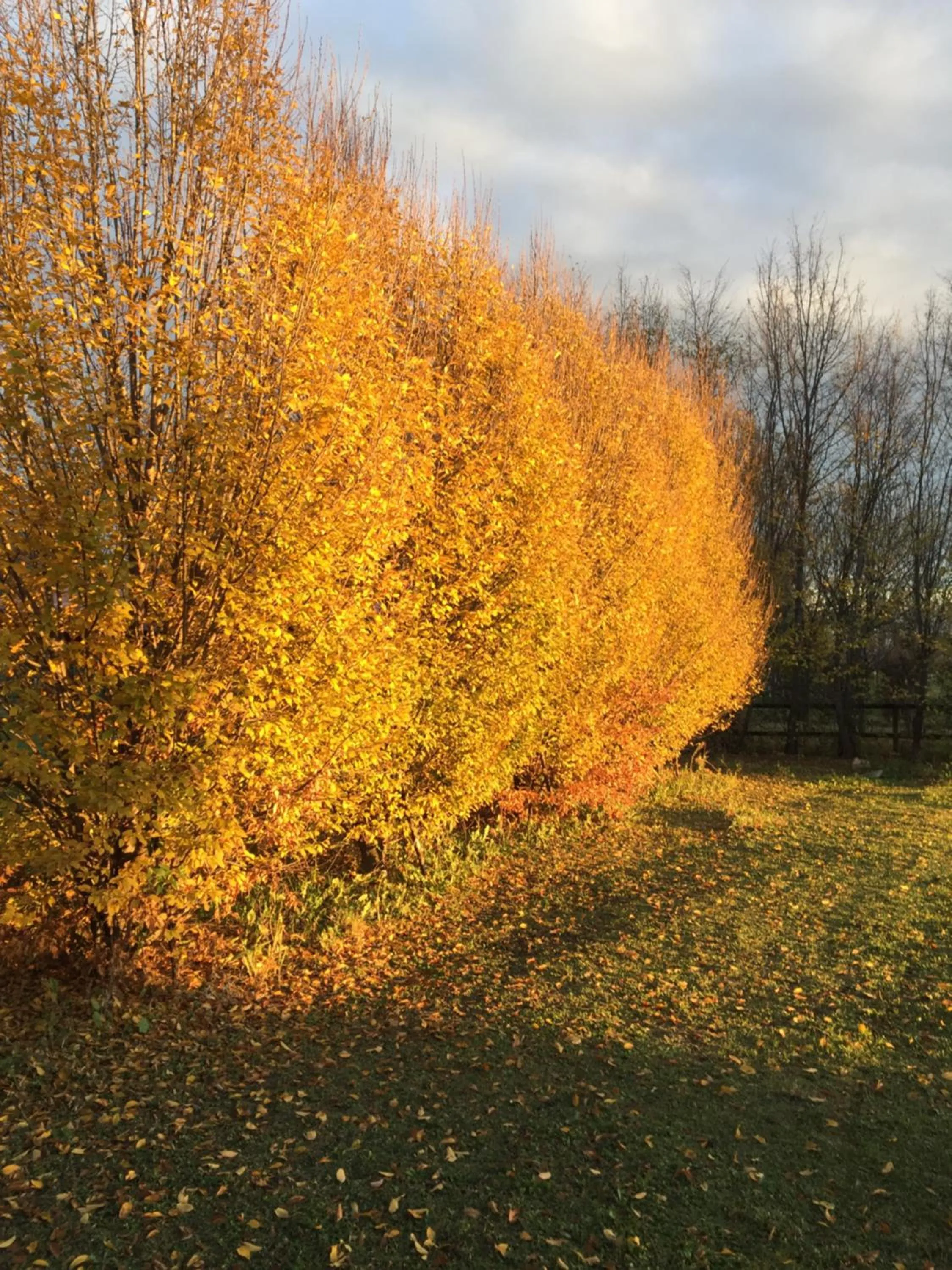 Garden view in Marco Polo