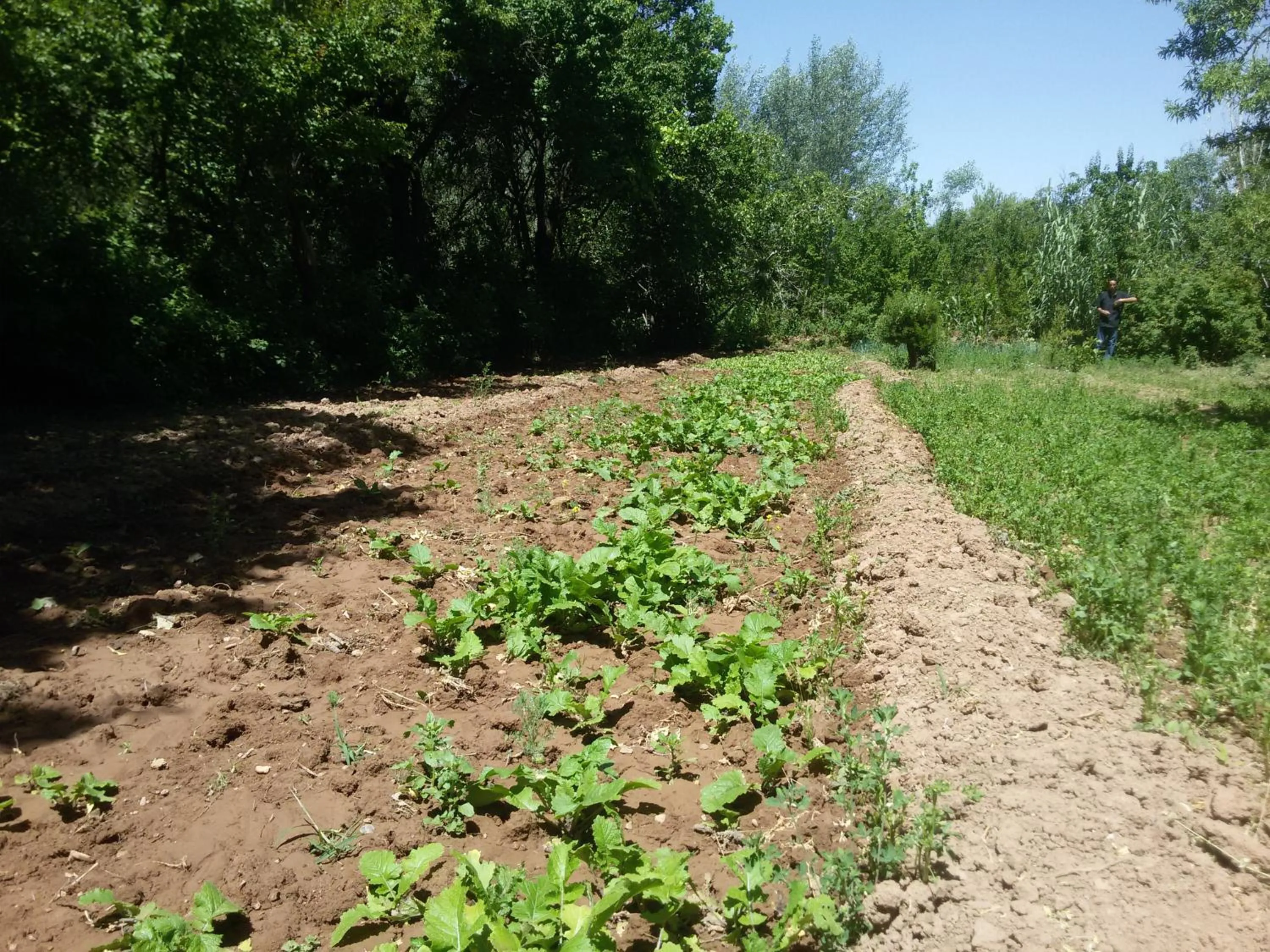 Property building in Riad Tazawa