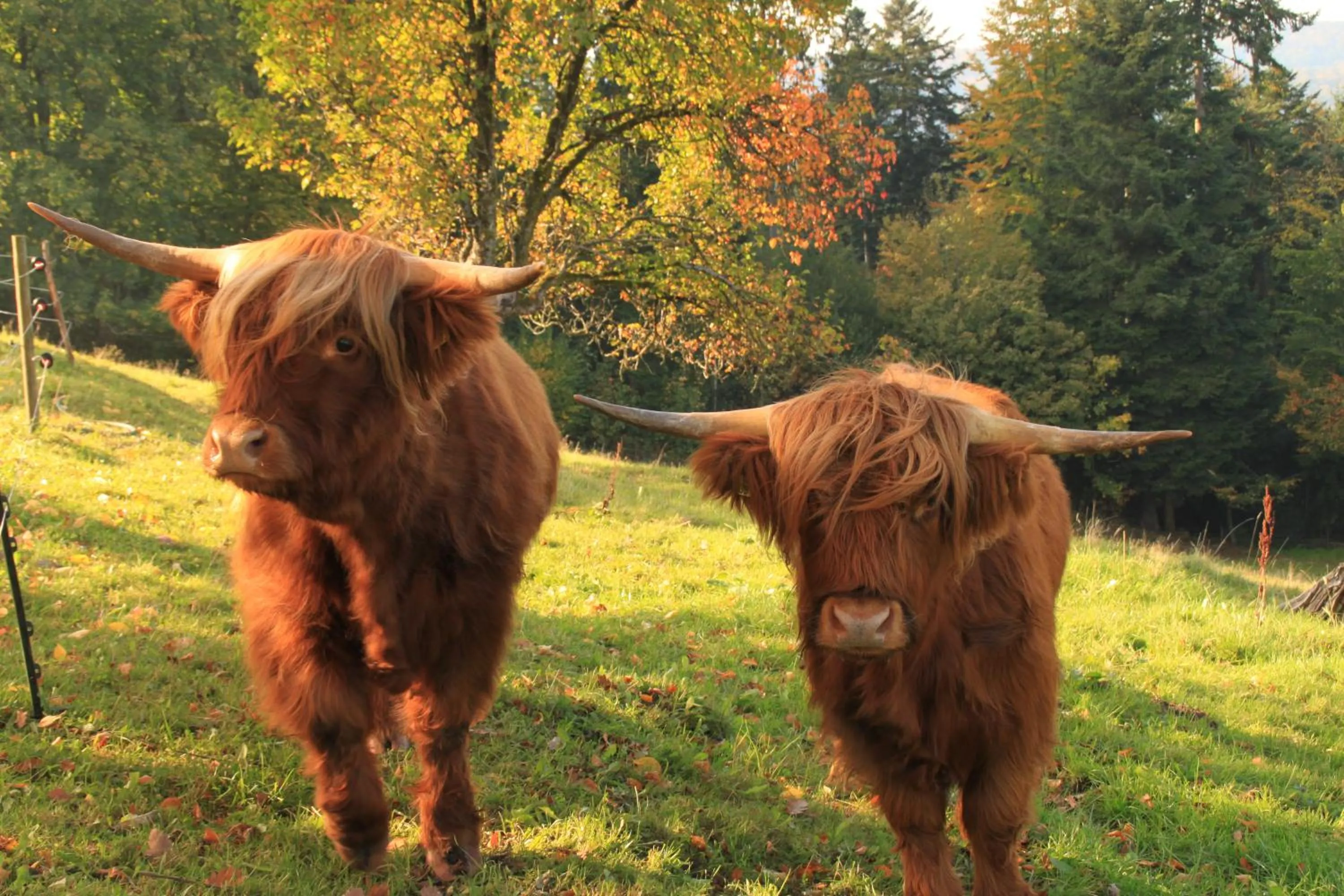 Hiking in Hotel Restaurant Vinothek LAMM