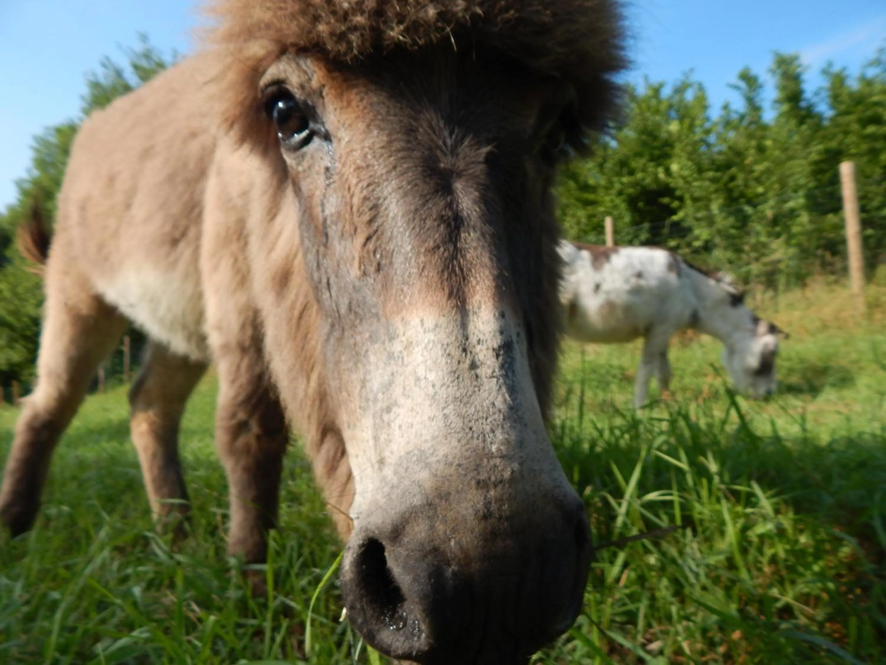 Animals in Gilda e i suoi amici