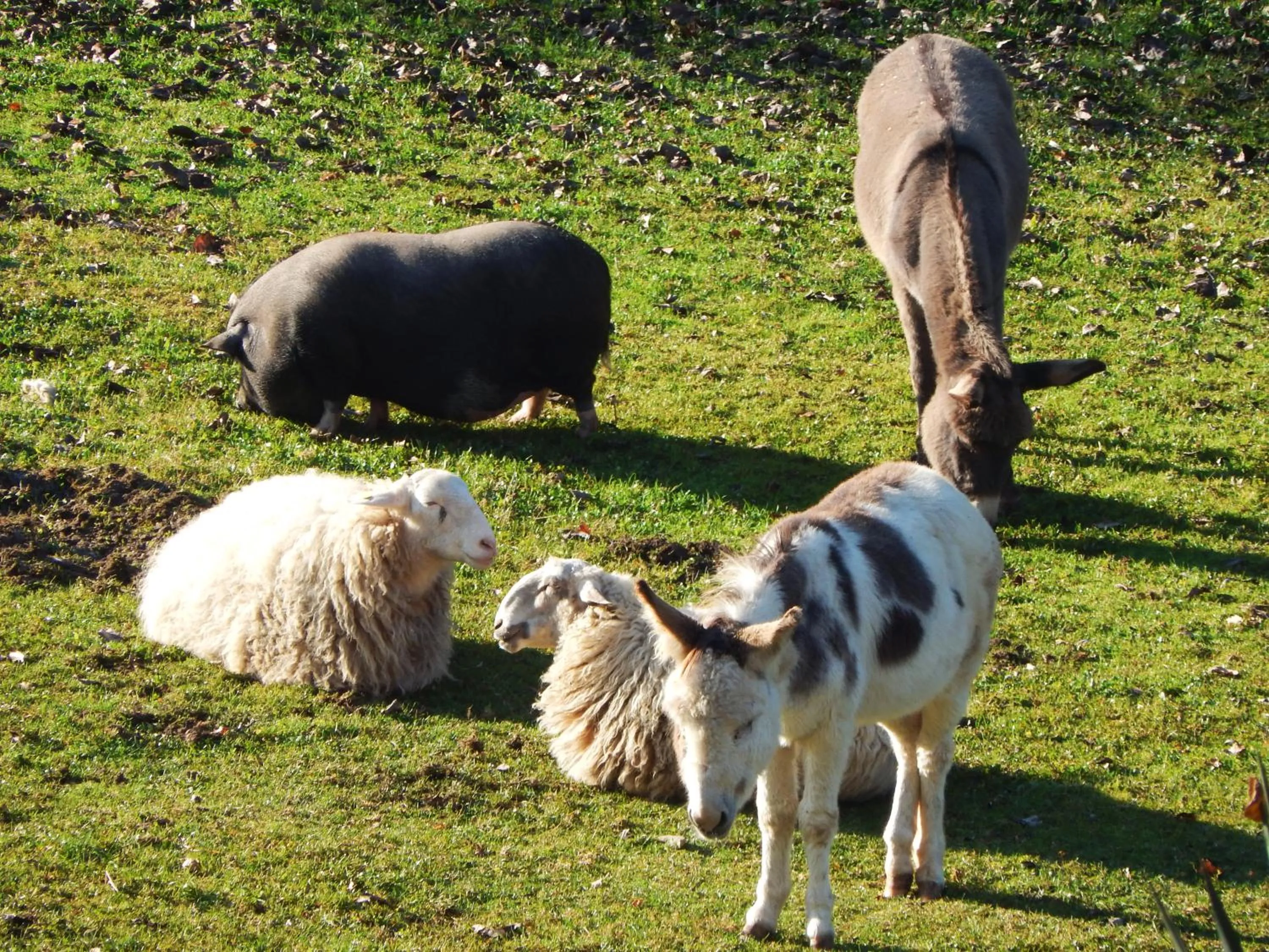 Animals in Gilda e i suoi amici