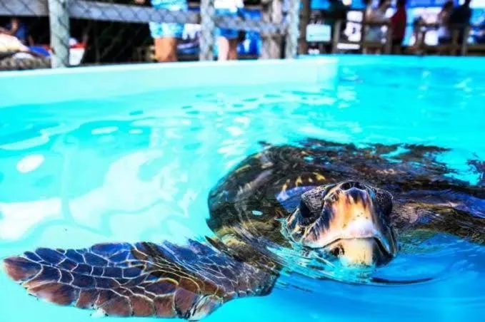 Animals in Pousada Oliveira