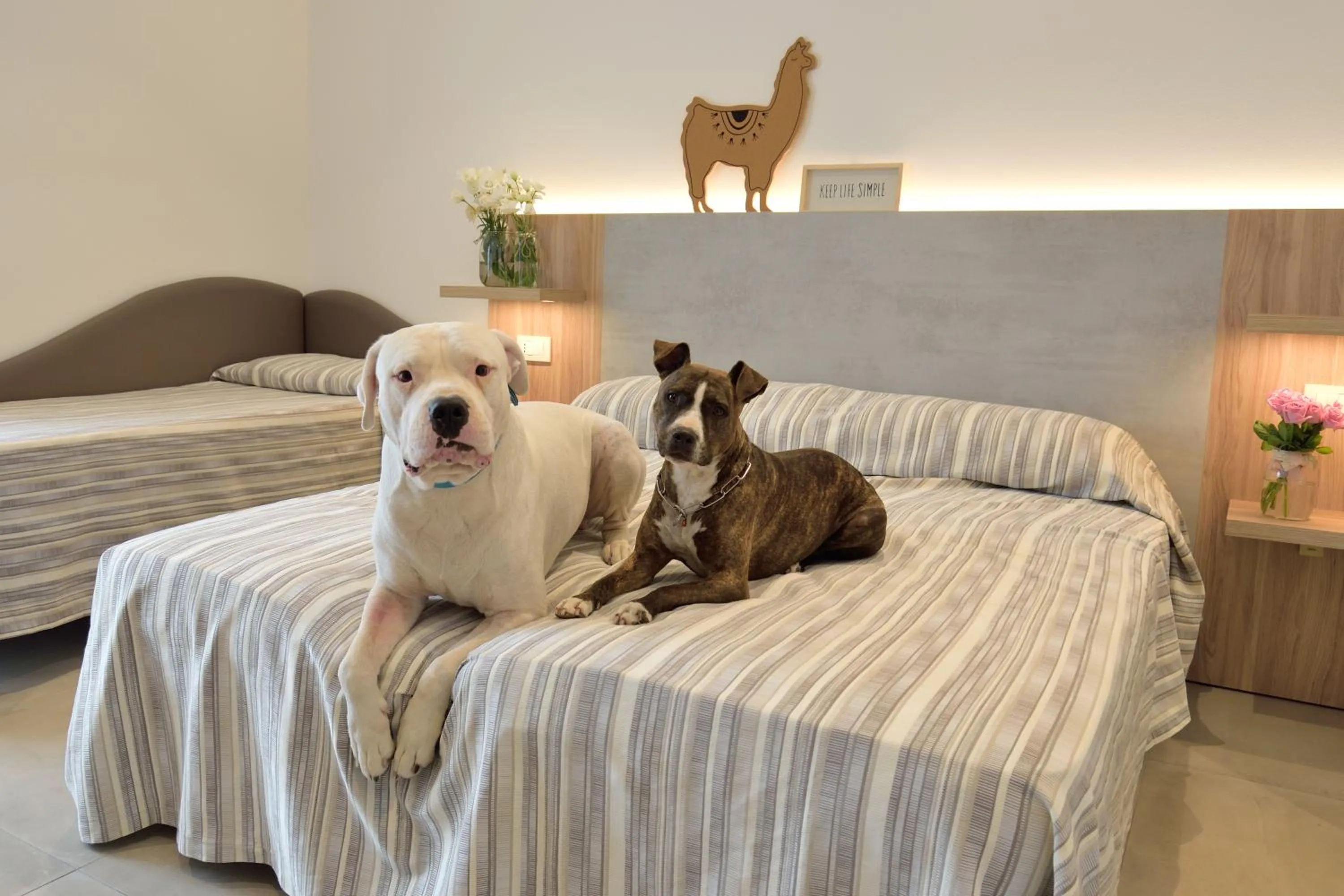 Spring, Bed in Hotel Abc