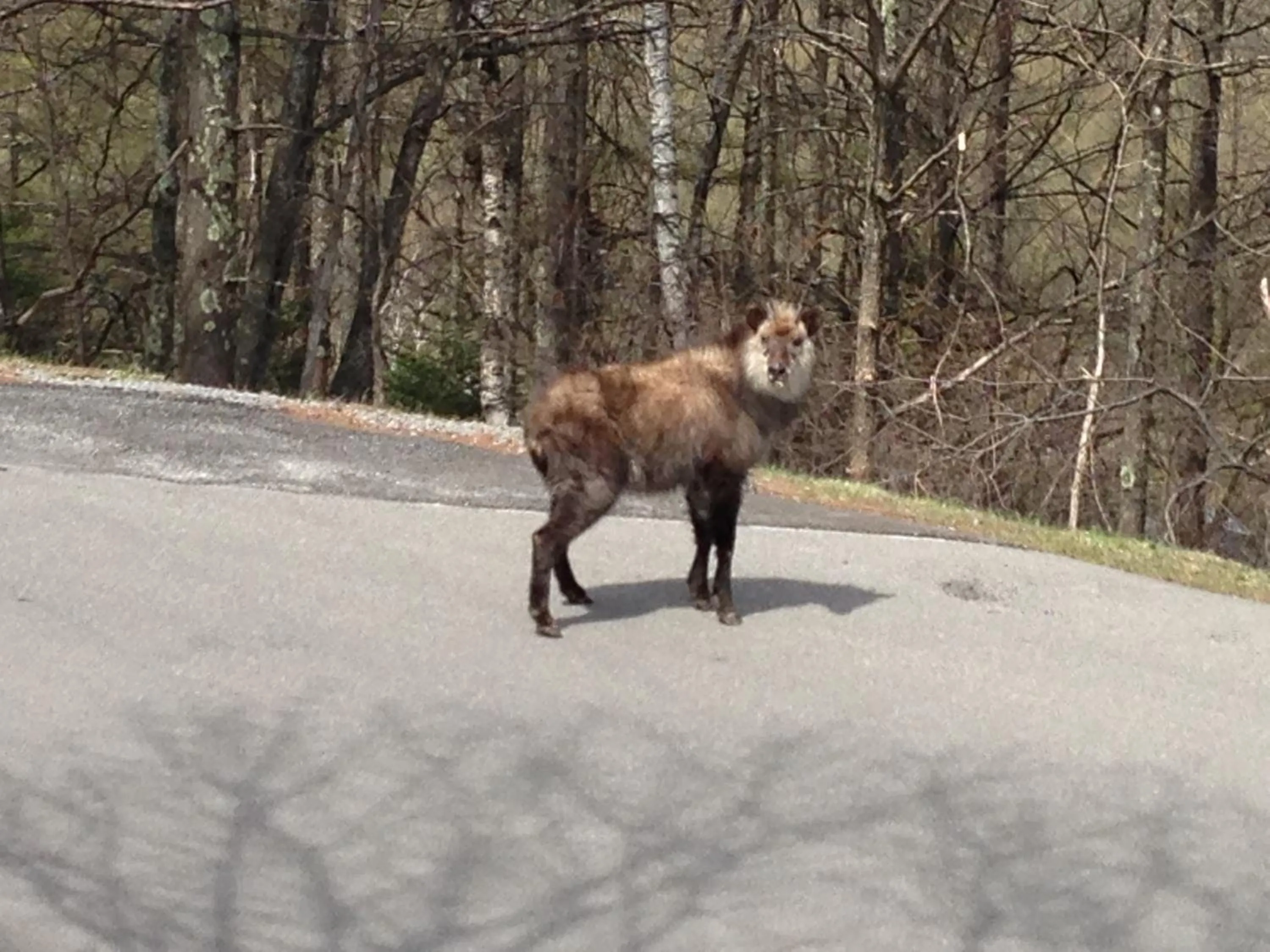 Animals in Hotel Andermatt