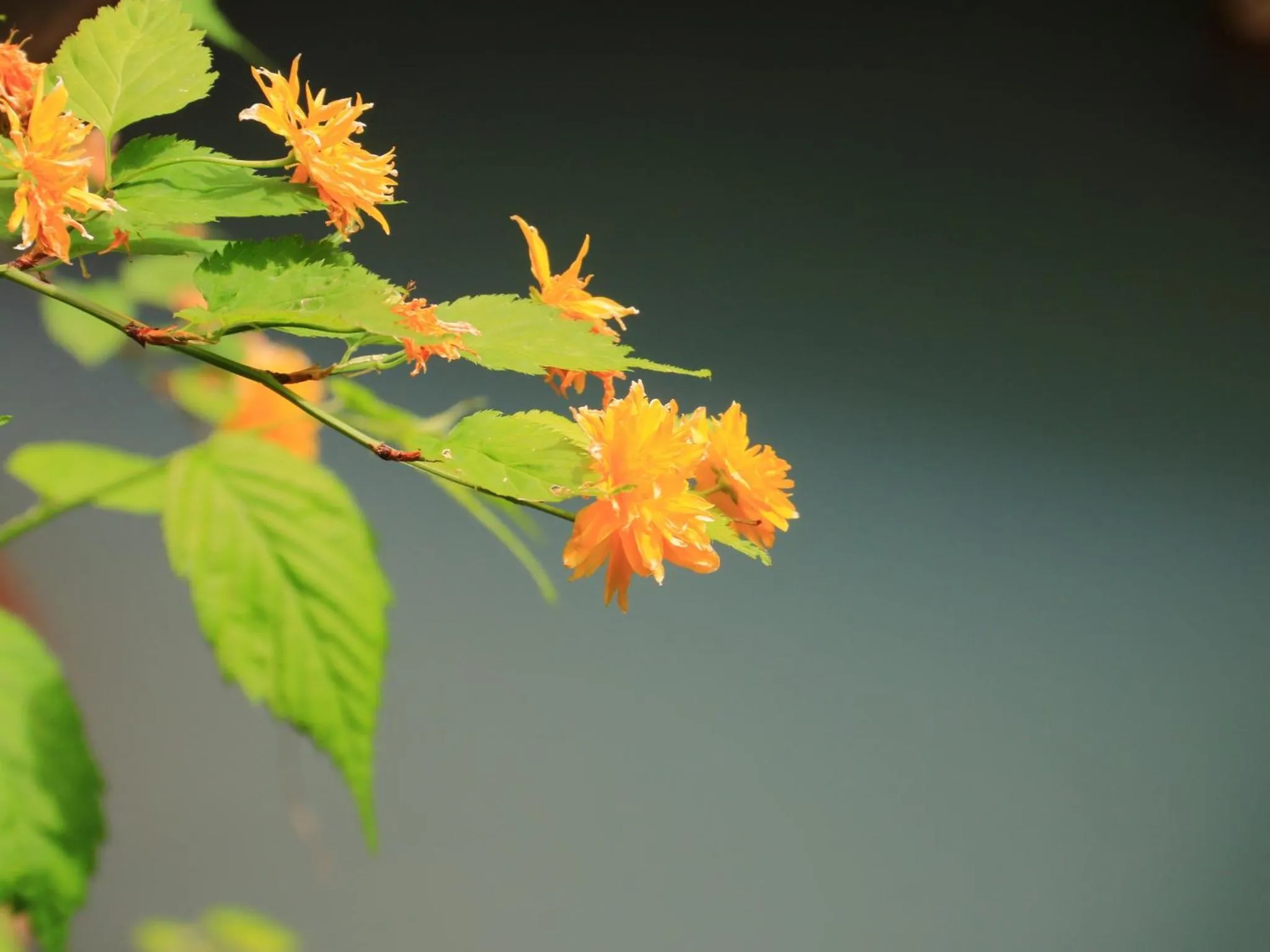 Summer in Yunohirakan