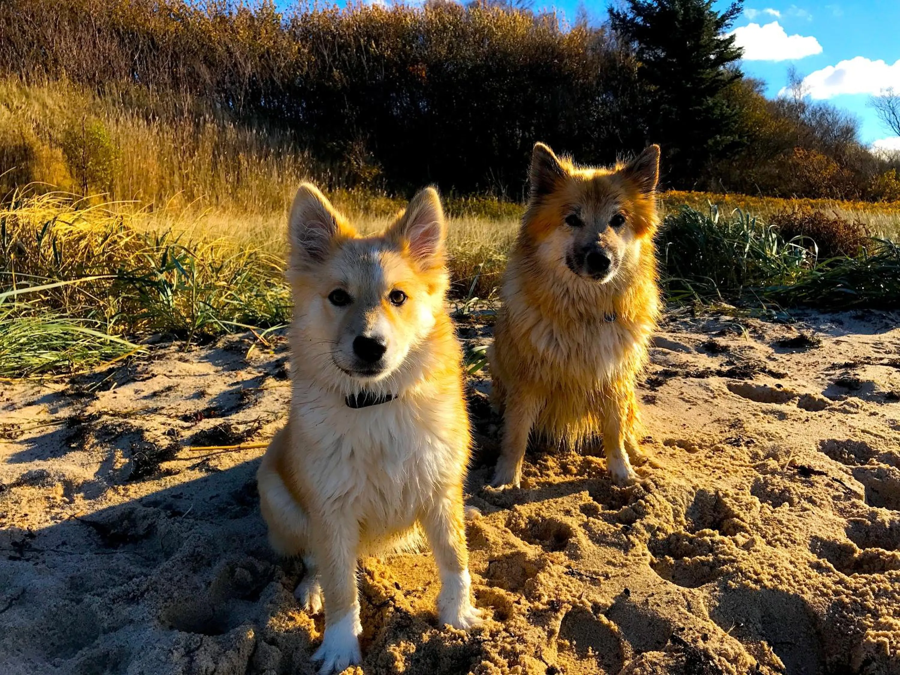 Pets in Hotel Skovly