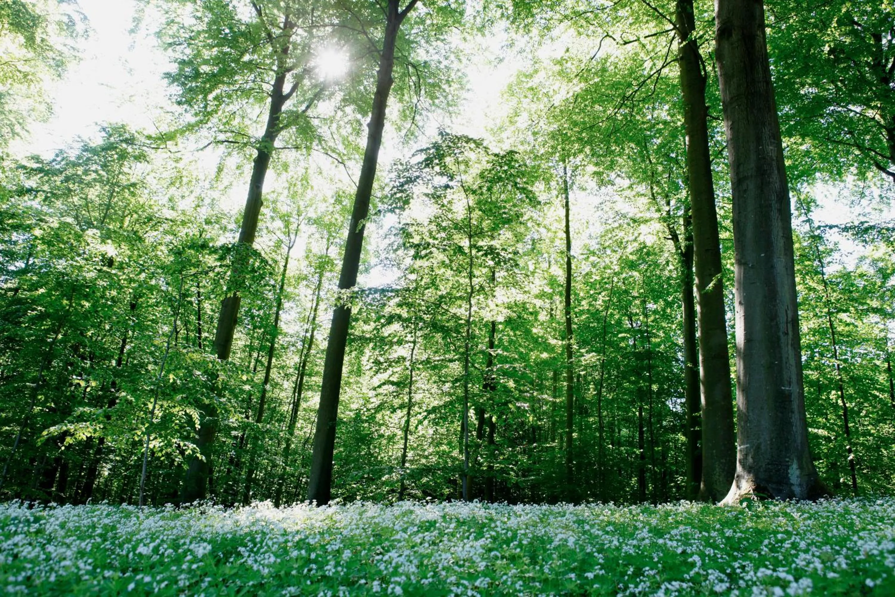 Garden in Hotel Vejlefjord