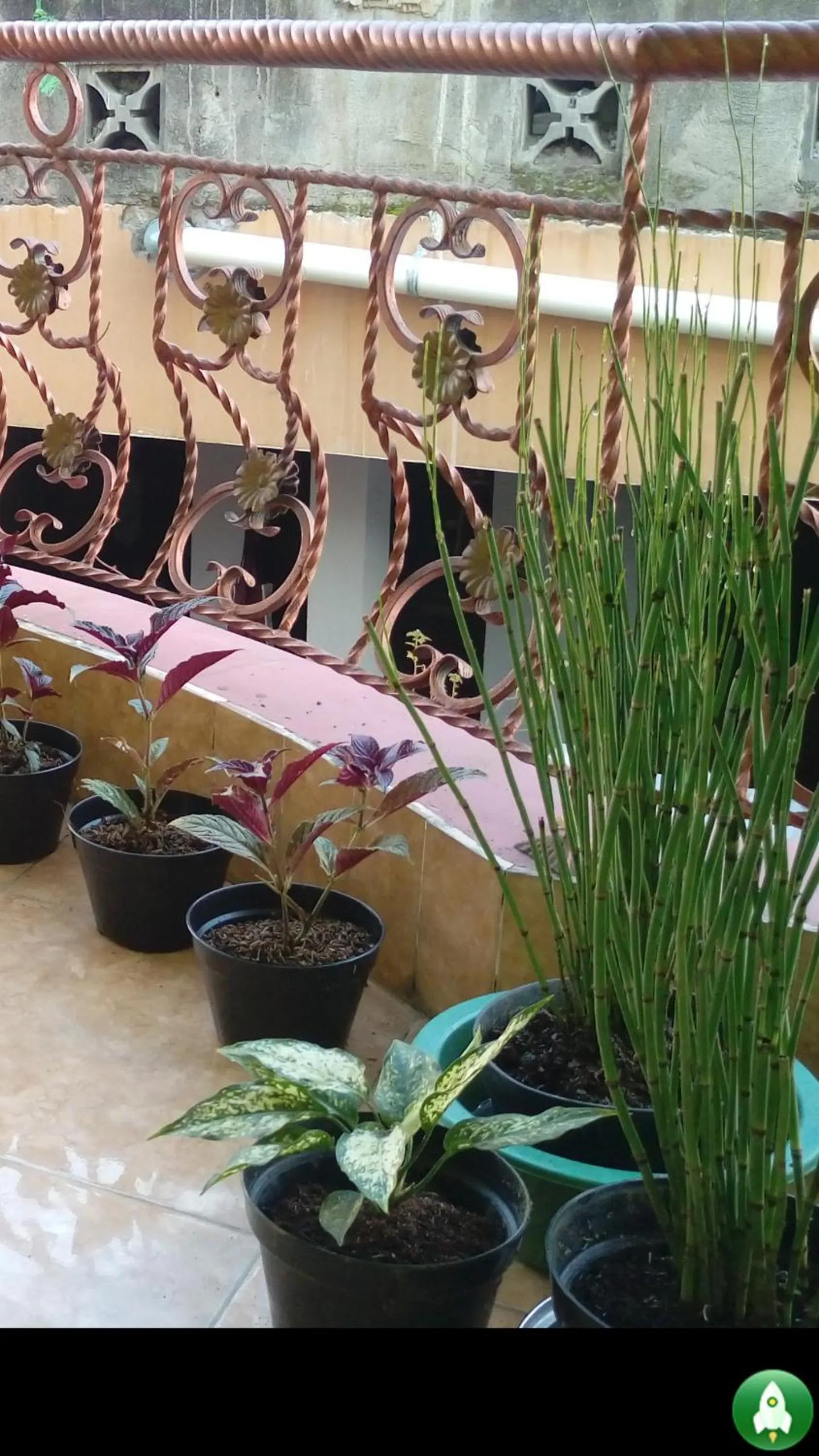 Patio in Grapyak Homestay Syariah