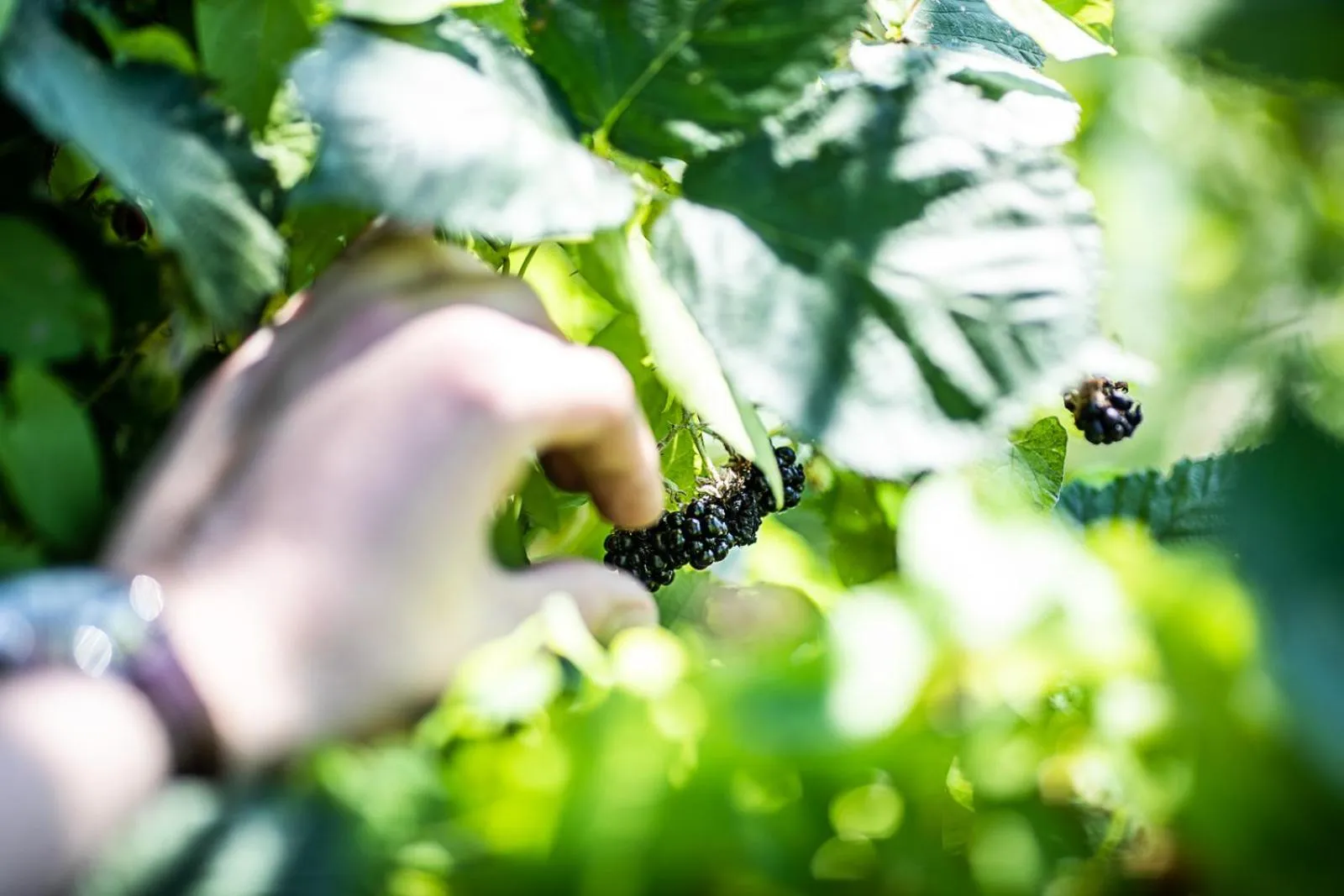 Garden in Nørre Vosborg Hotel & Gastronomi