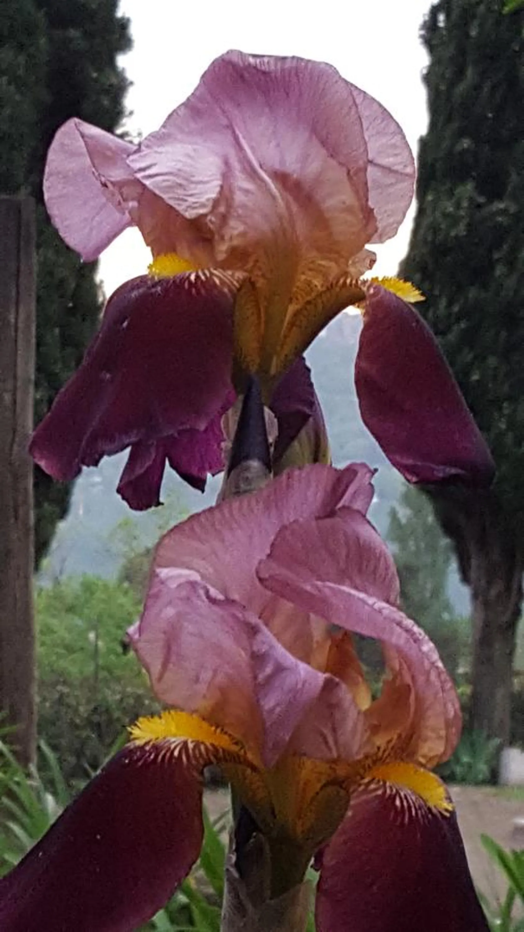 Decorative detail in Il Nido del Falco
