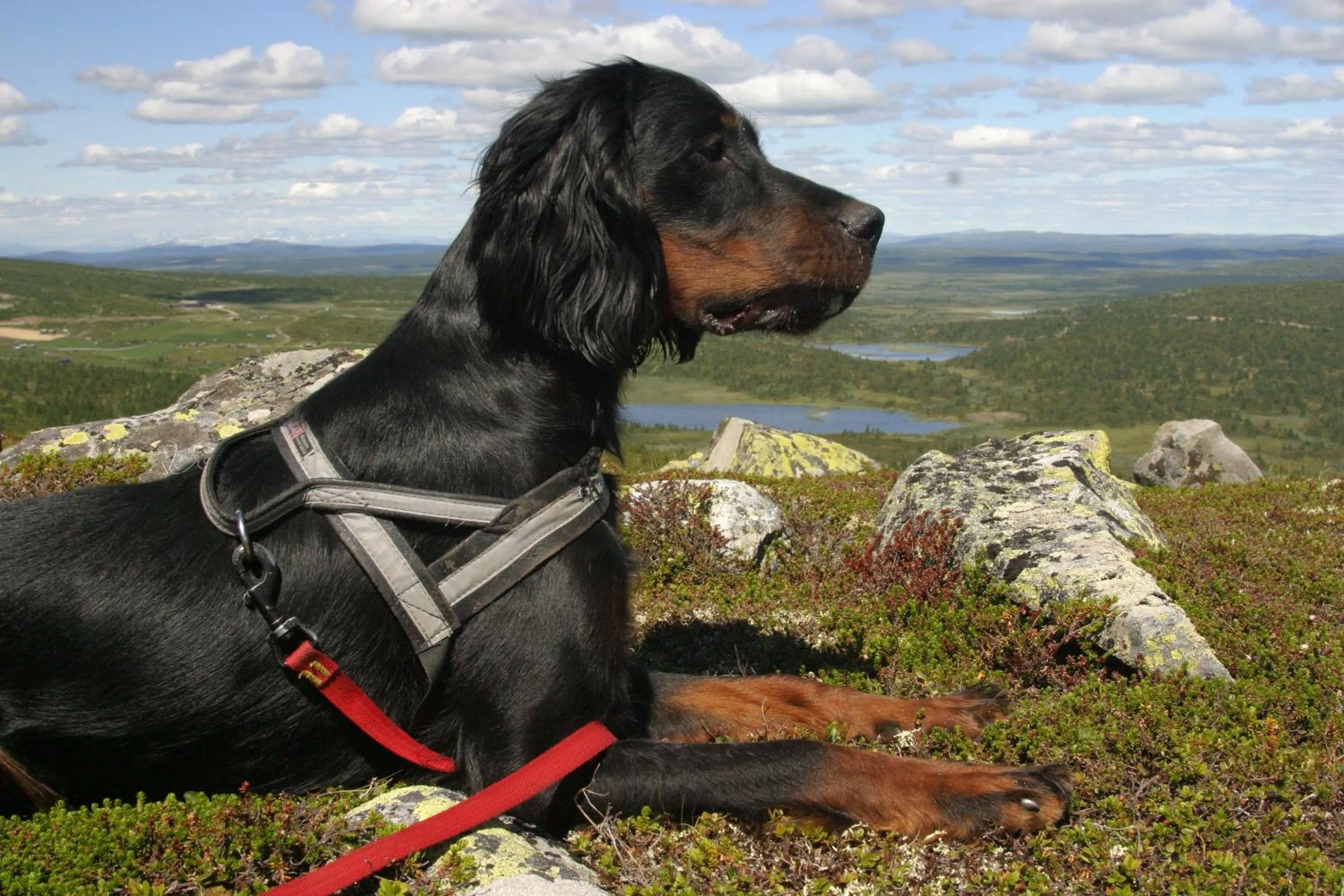 Pets in Thon Hotel Skeikampen