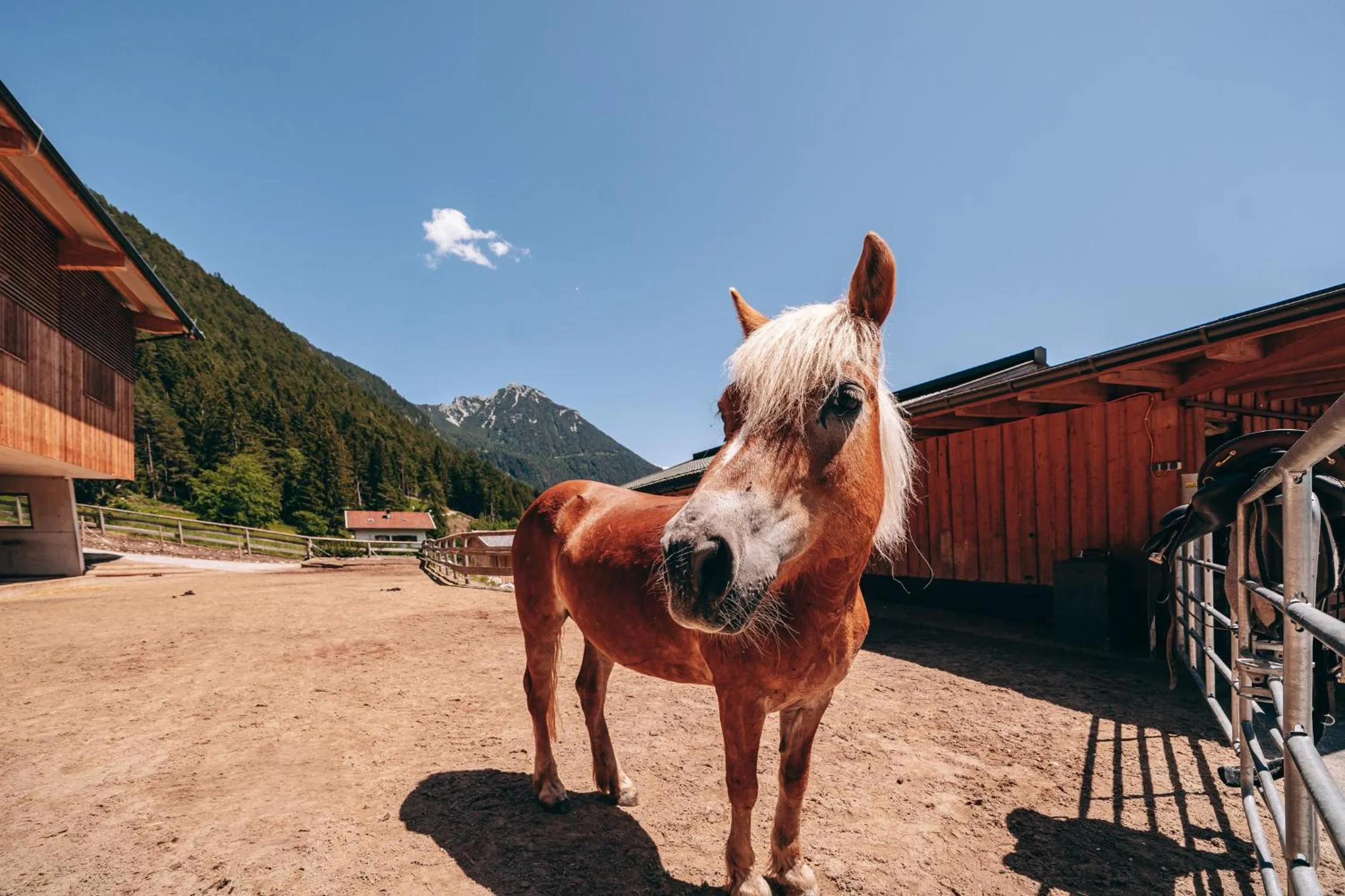 Horse-riding in Familienresort Buchau
