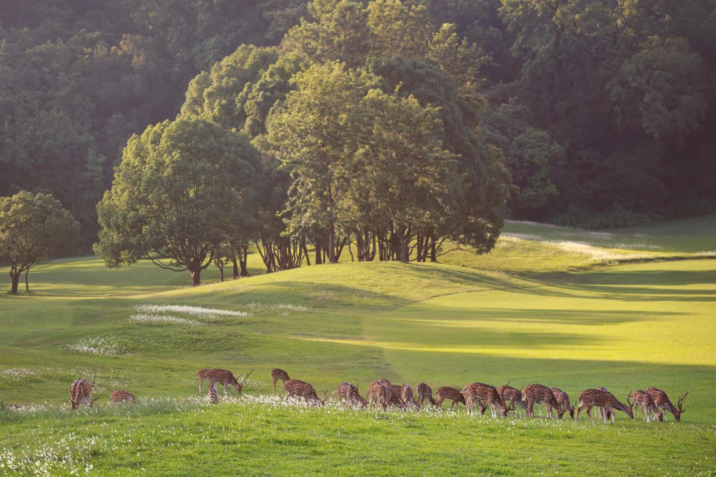 Natural landscape in Gokarna Forest Resort Kathmandu