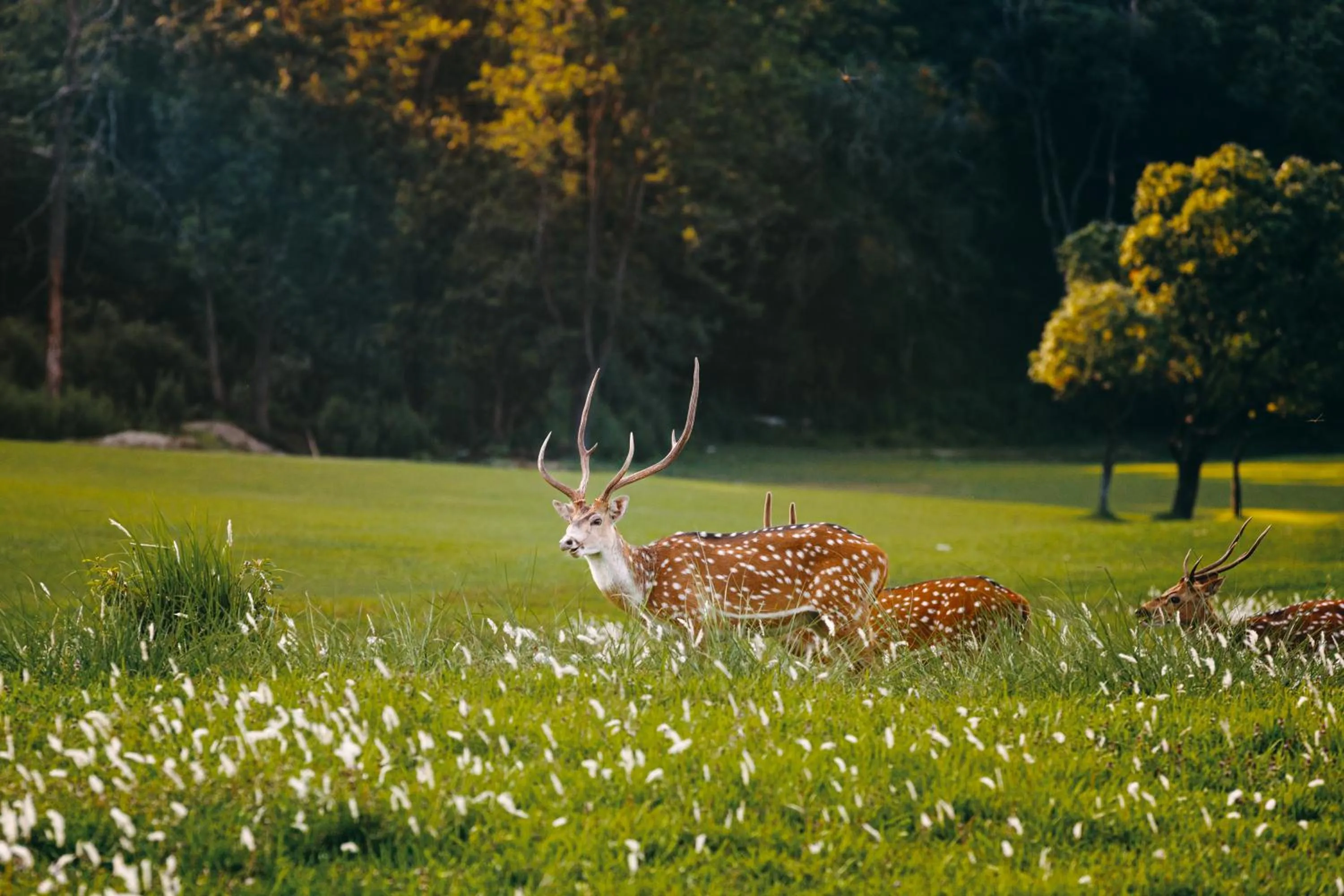 Property building in Gokarna Forest Resort Kathmandu