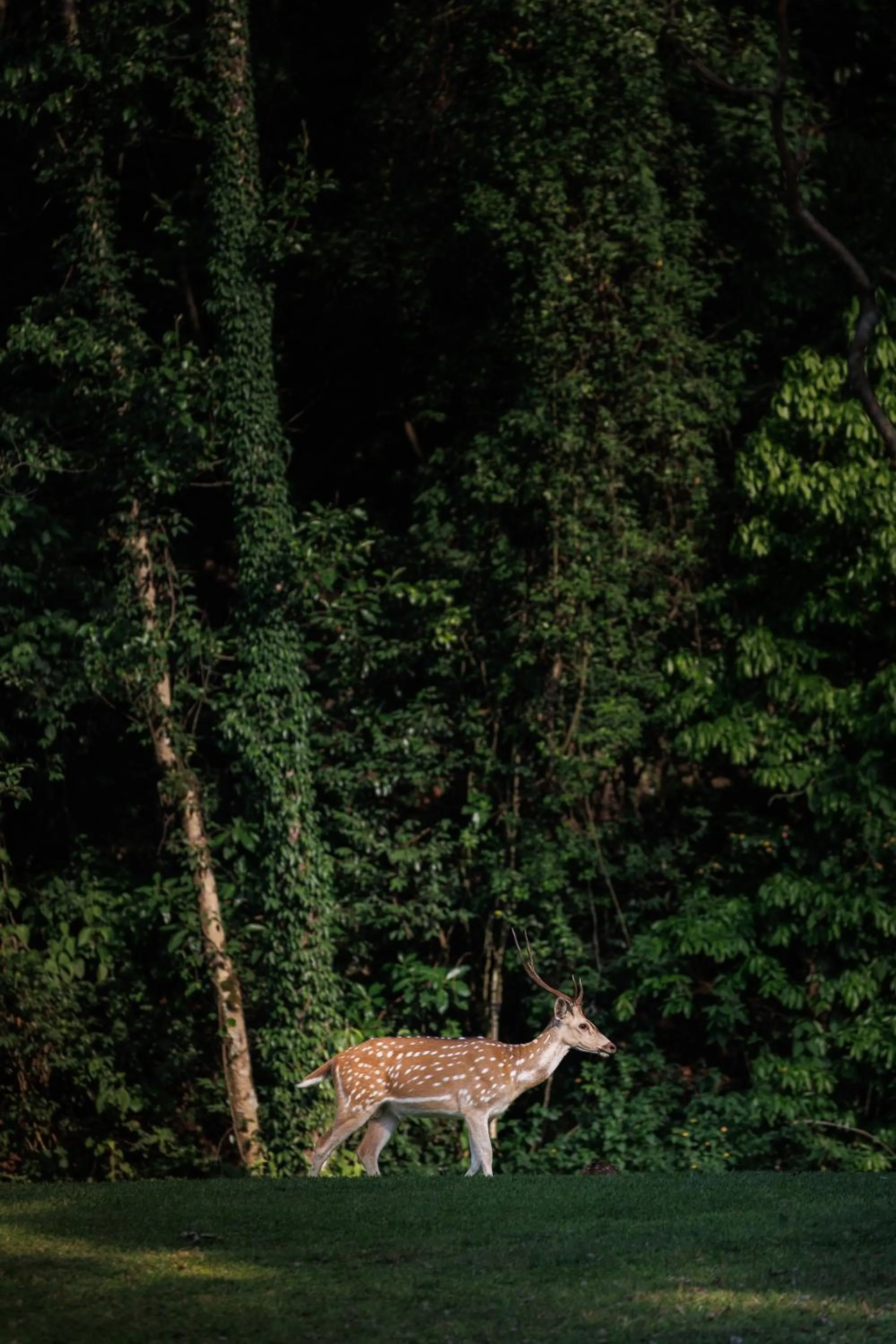 Natural landscape in Gokarna Forest Resort Kathmandu