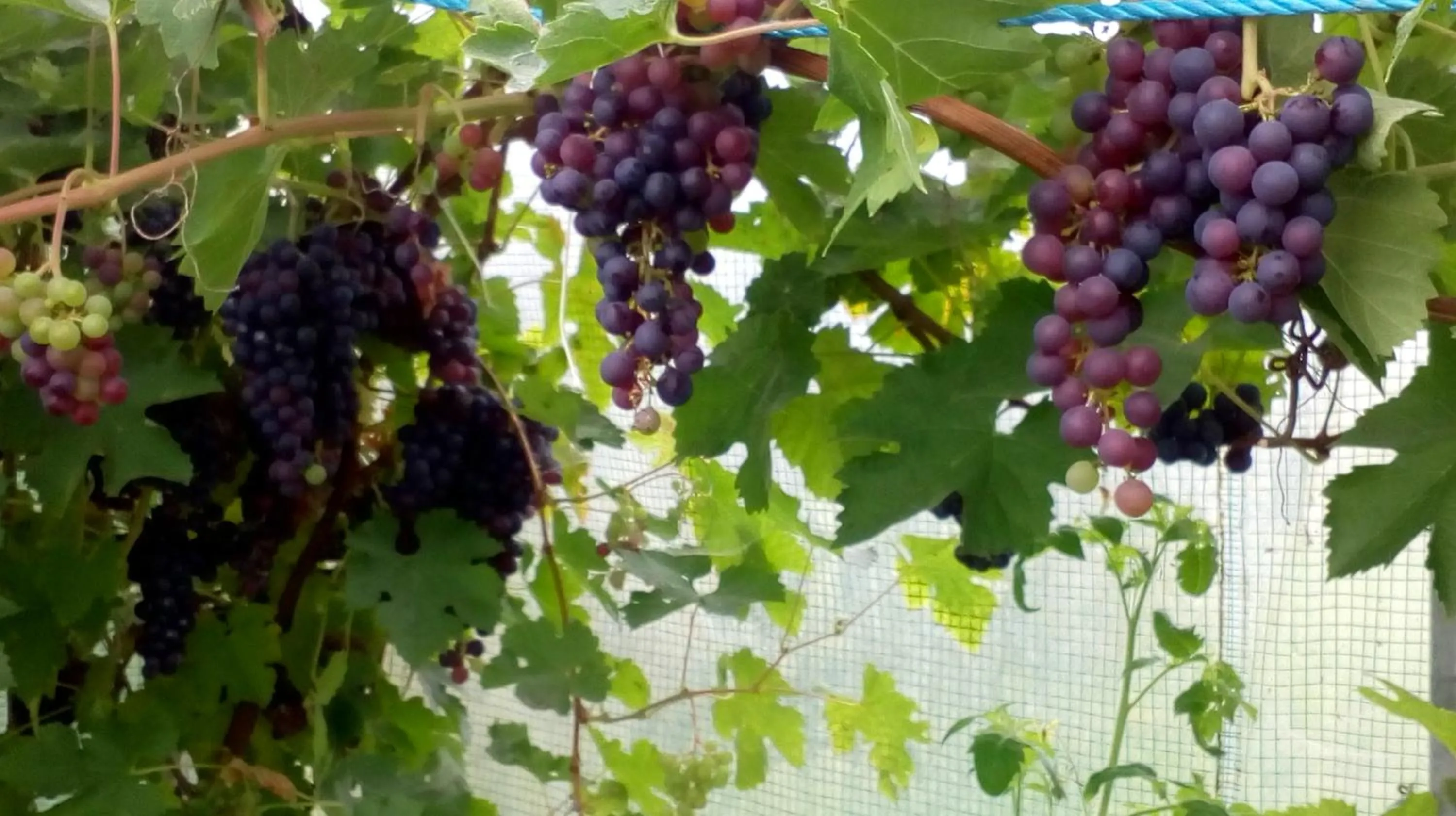 Garden view in Lisieux House on Lough Neagh