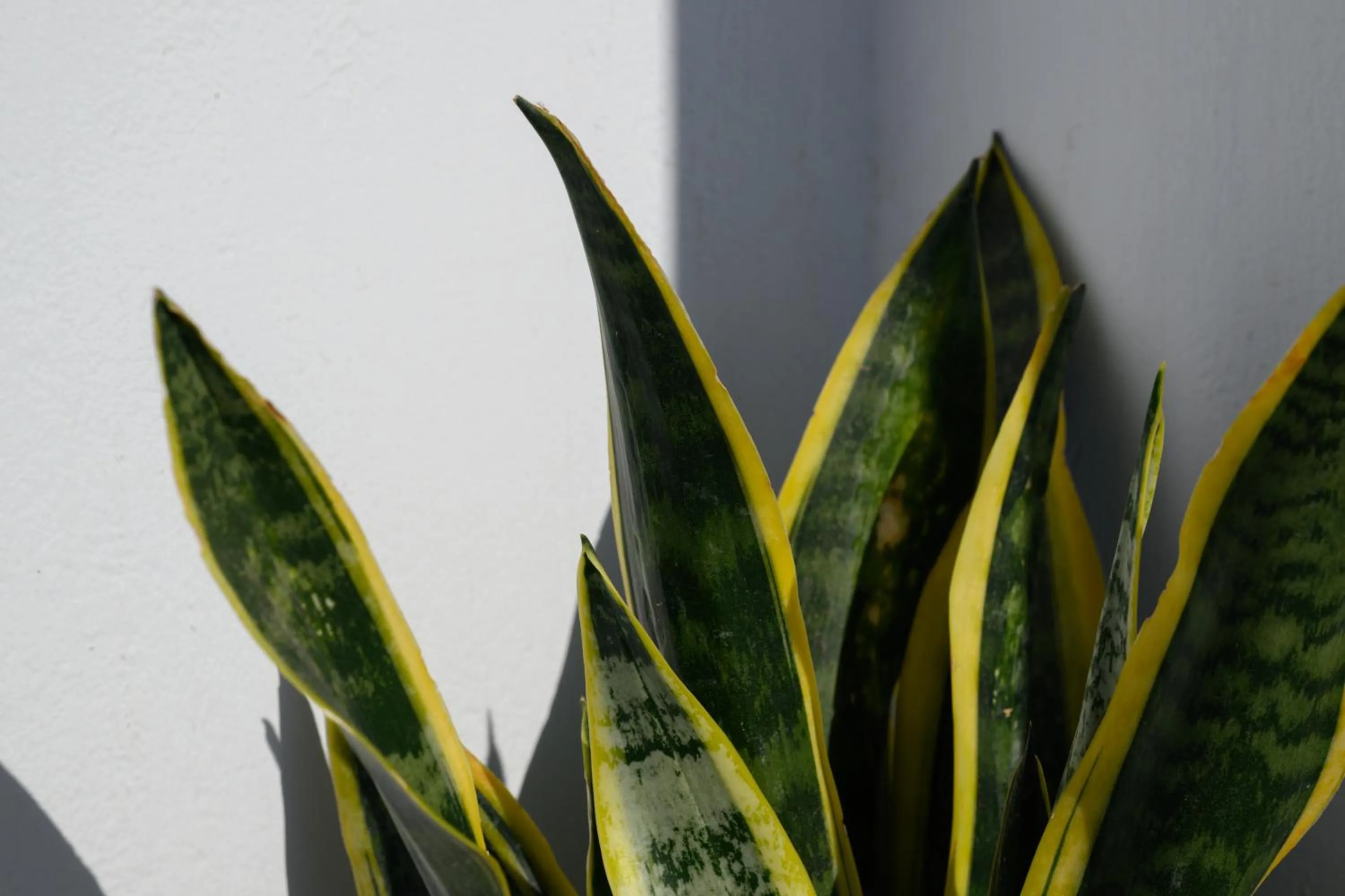 Day in Margaret of Naxos