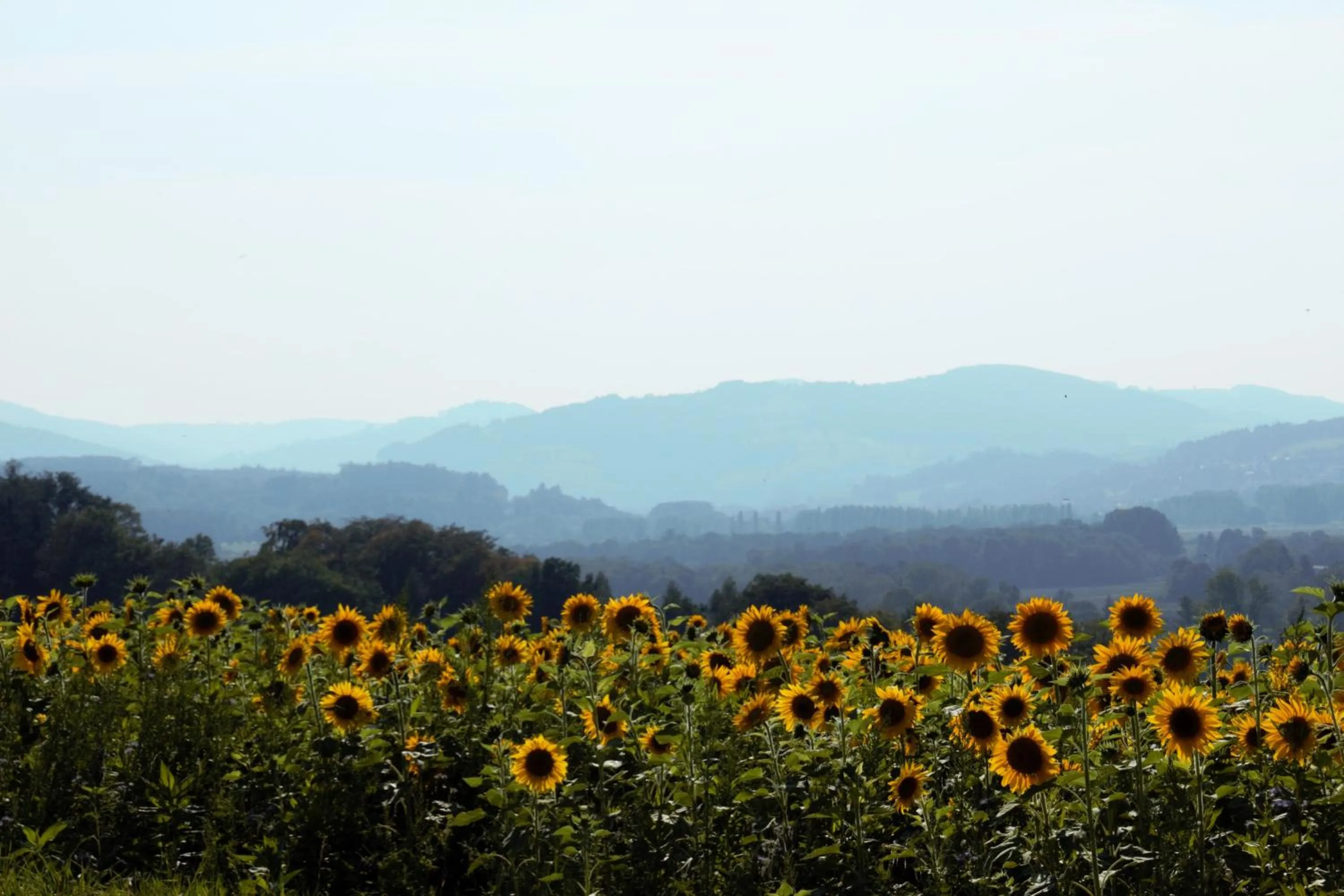 View (from property/room) in Mostlandhof