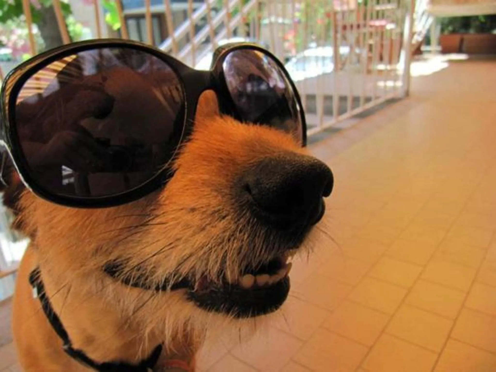 Pets in Hotel Villa Elia