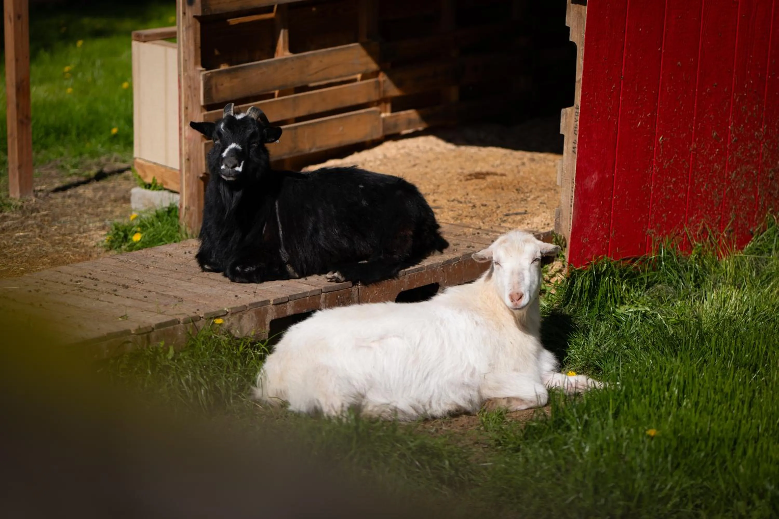 Wildwood Farm Bed & Breakfast