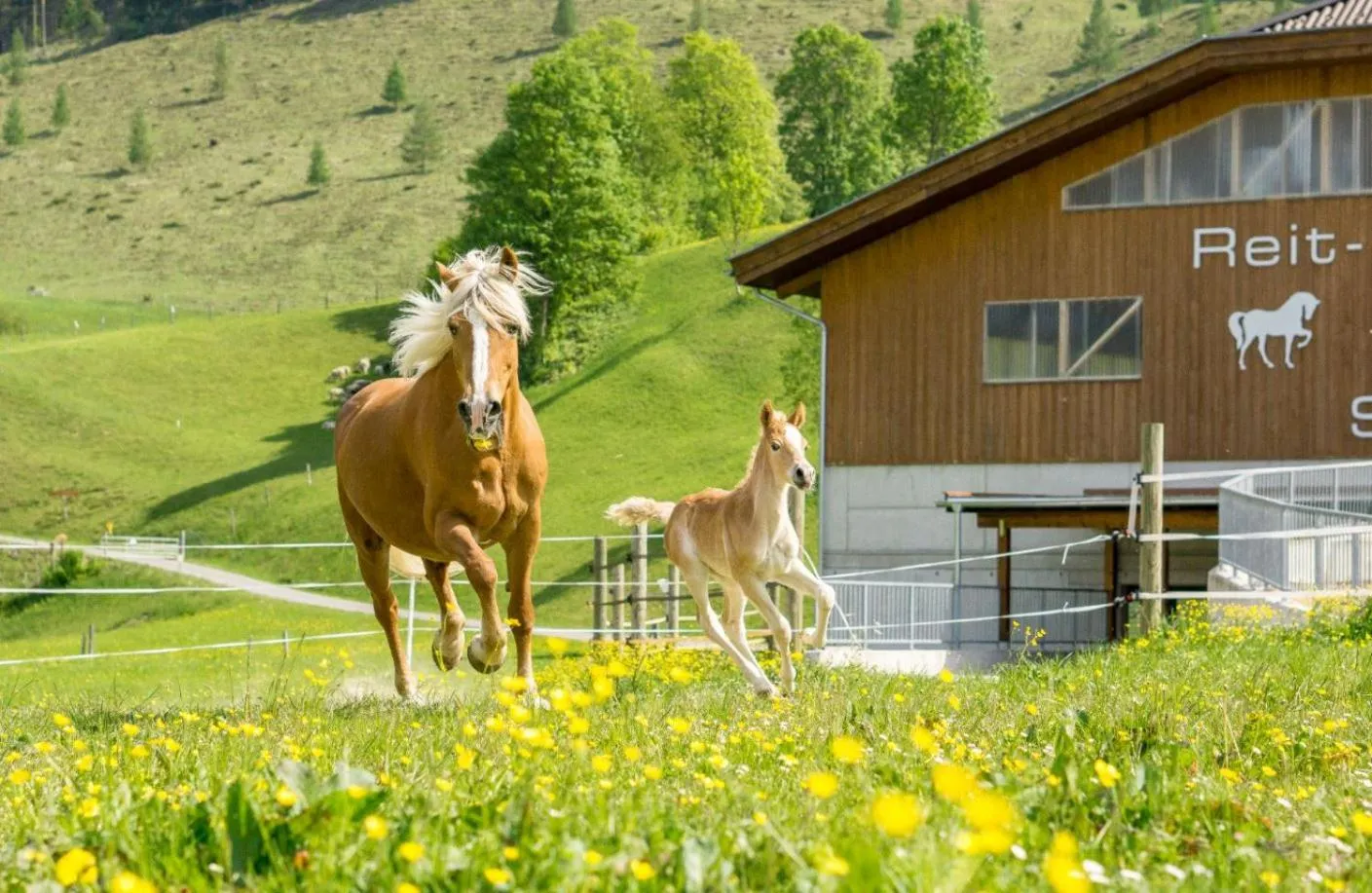 Horse-riding in Hotel Schörhof