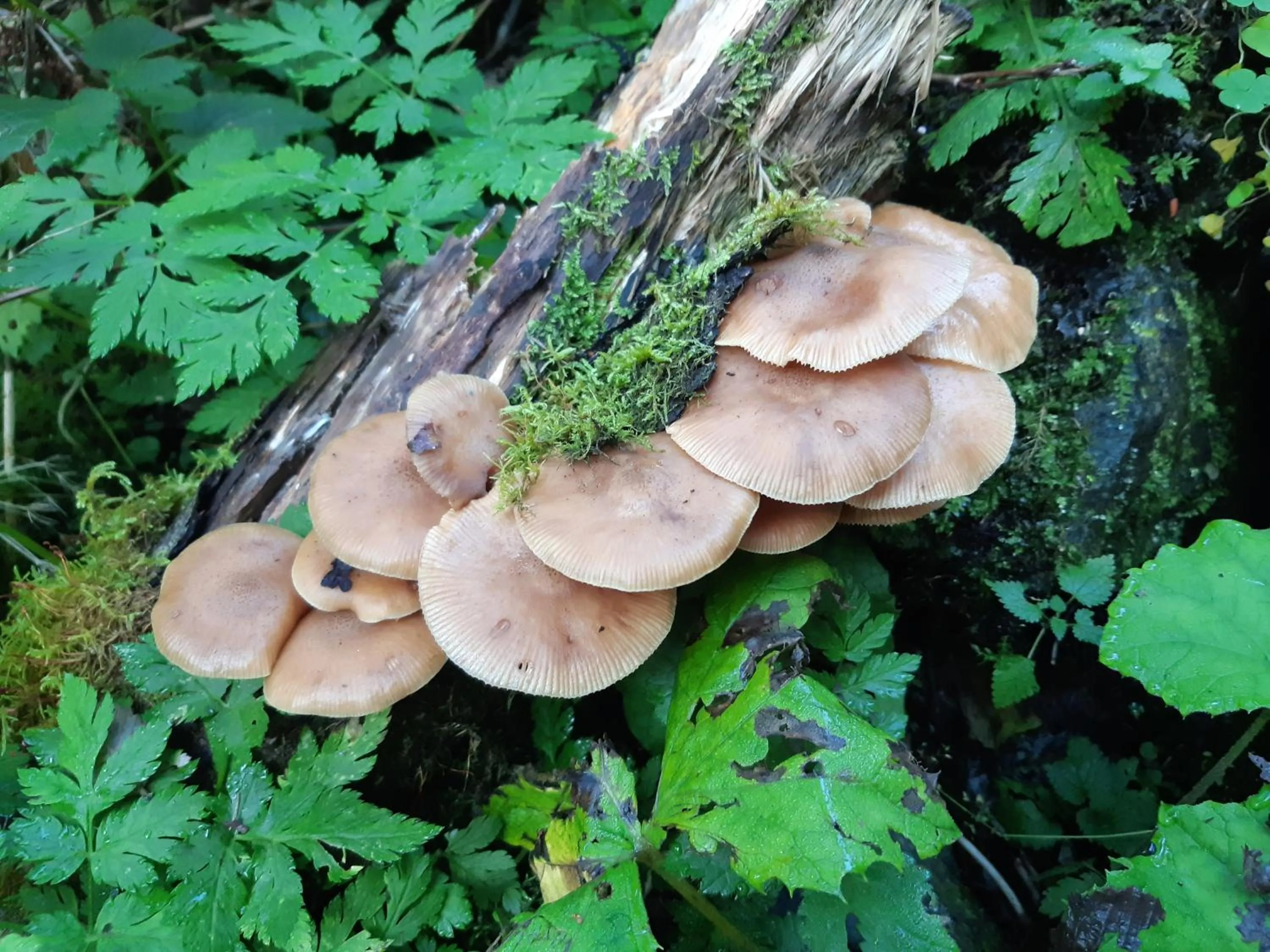 Day in Pension zu Hause