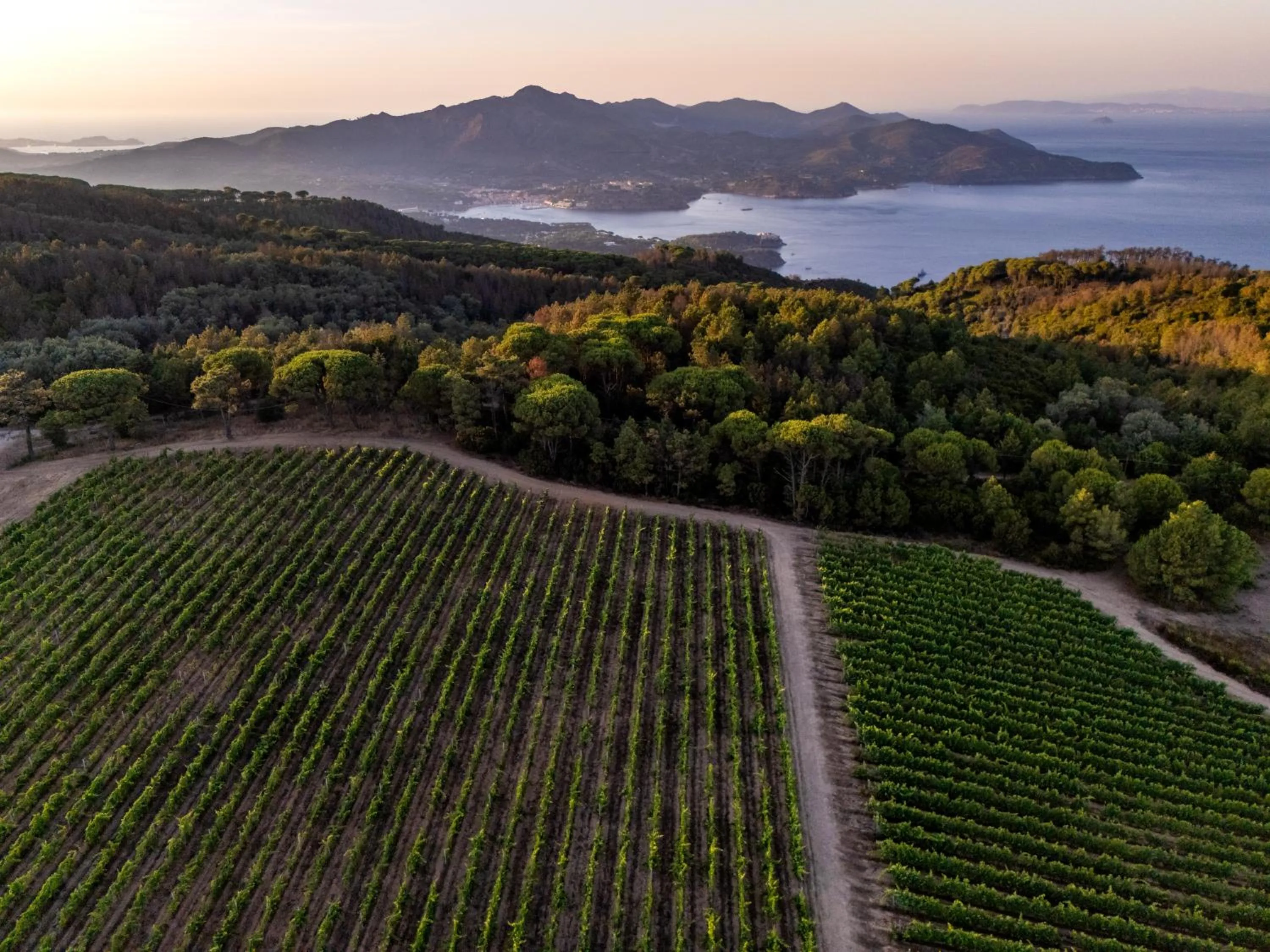 Tenuta Delle Ripalte