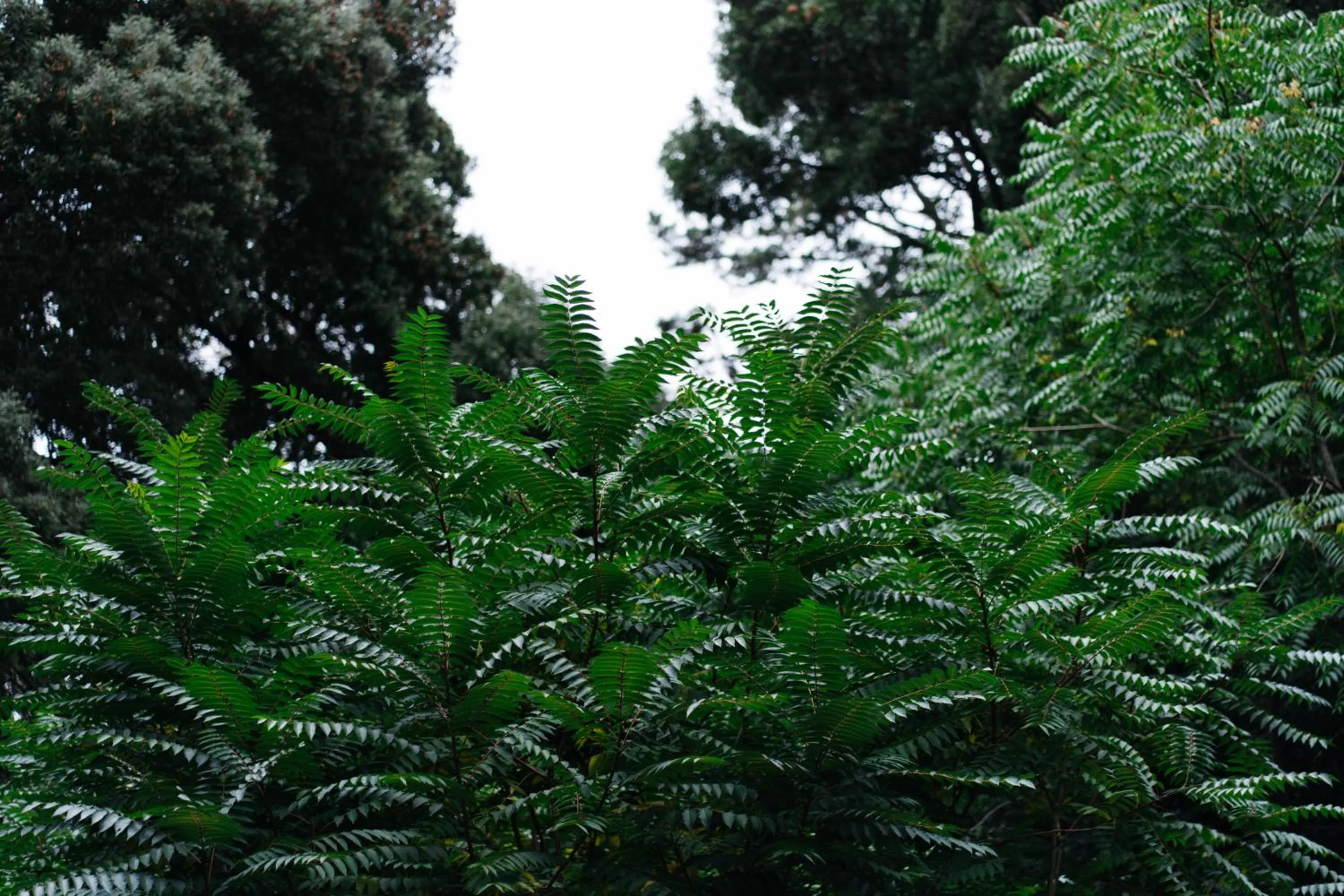 Garden in Eighteen21 Houses - Quinta Velha