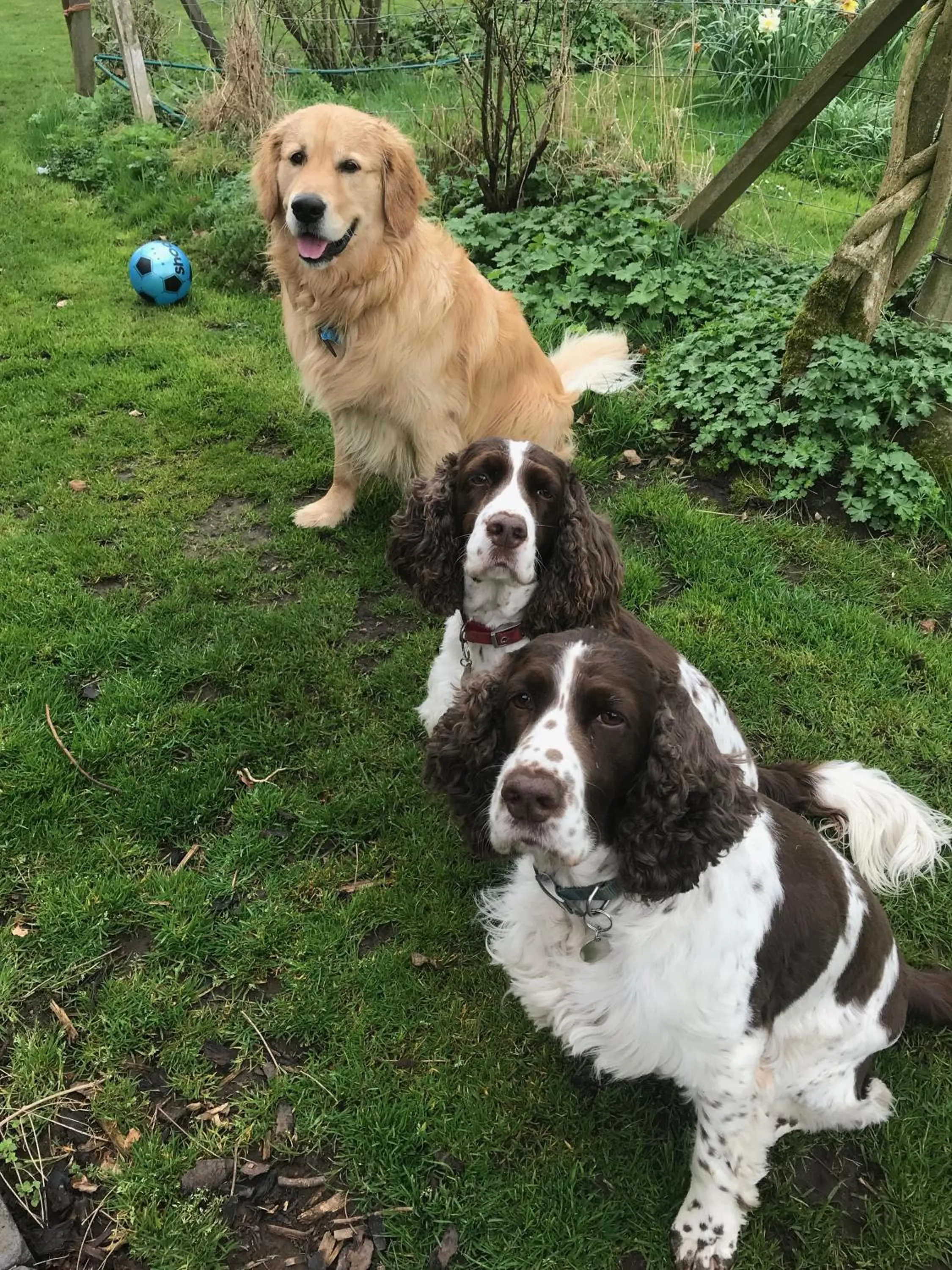Pets in The Old Stables Bed & Breakfast