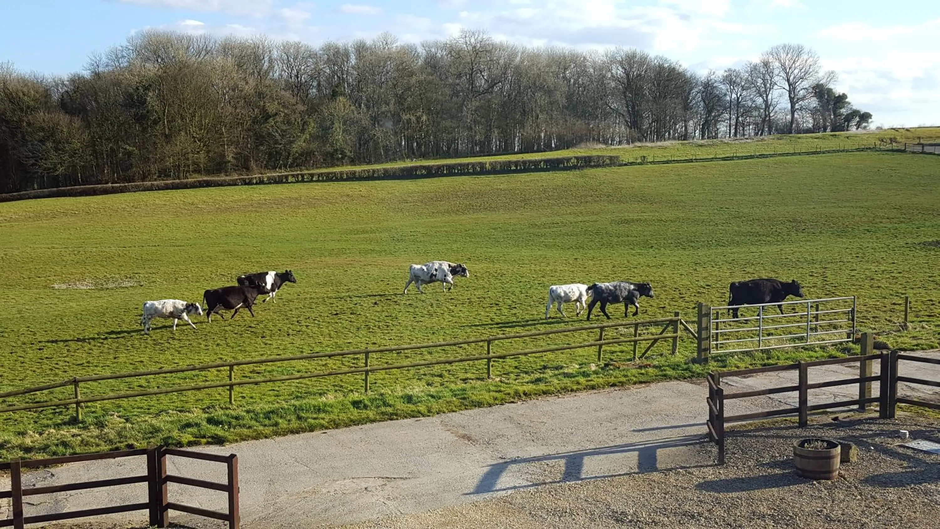 Animals in The Old Stables Bed & Breakfast