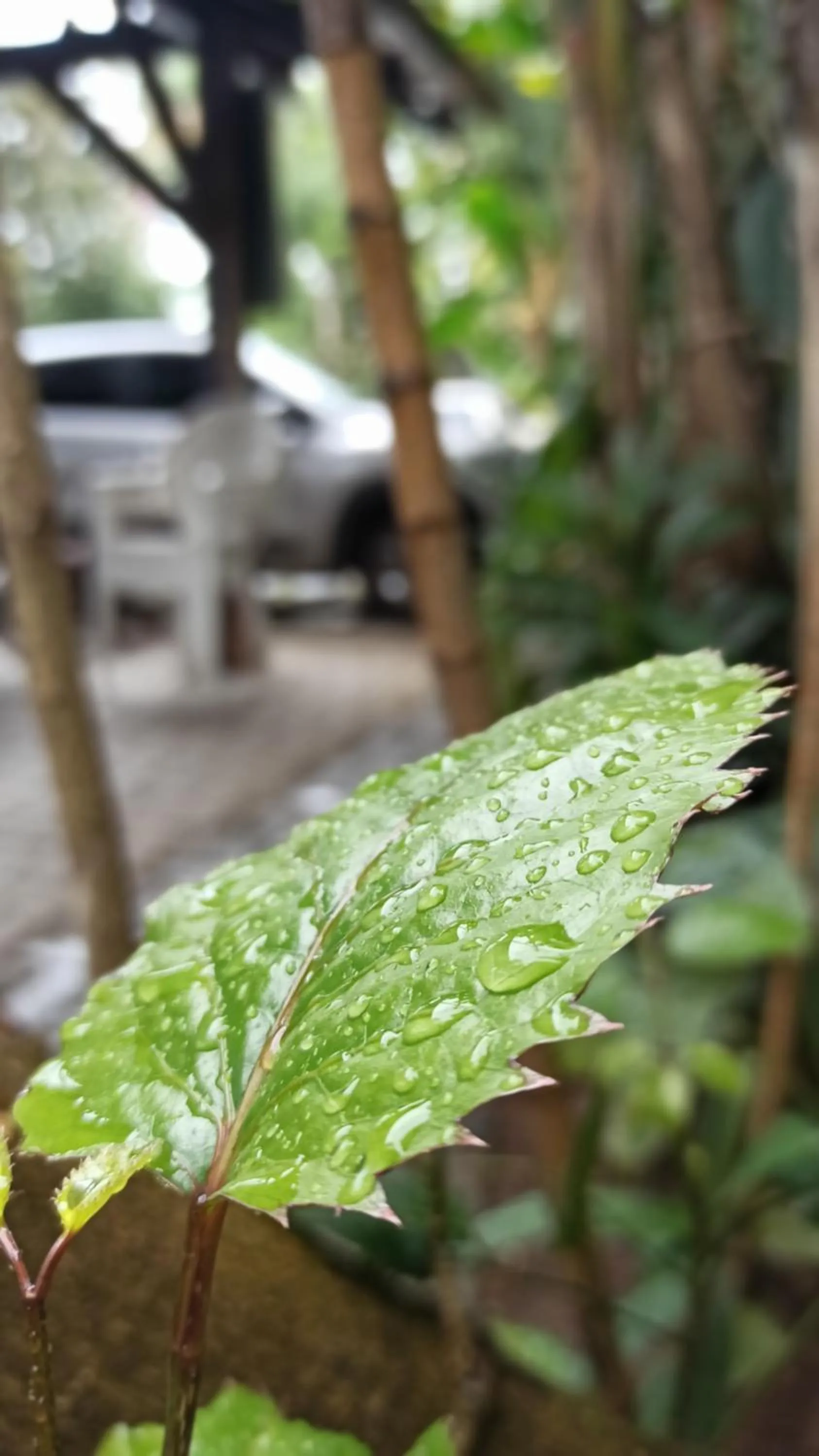 Garden view in Hotel Natur Campeche