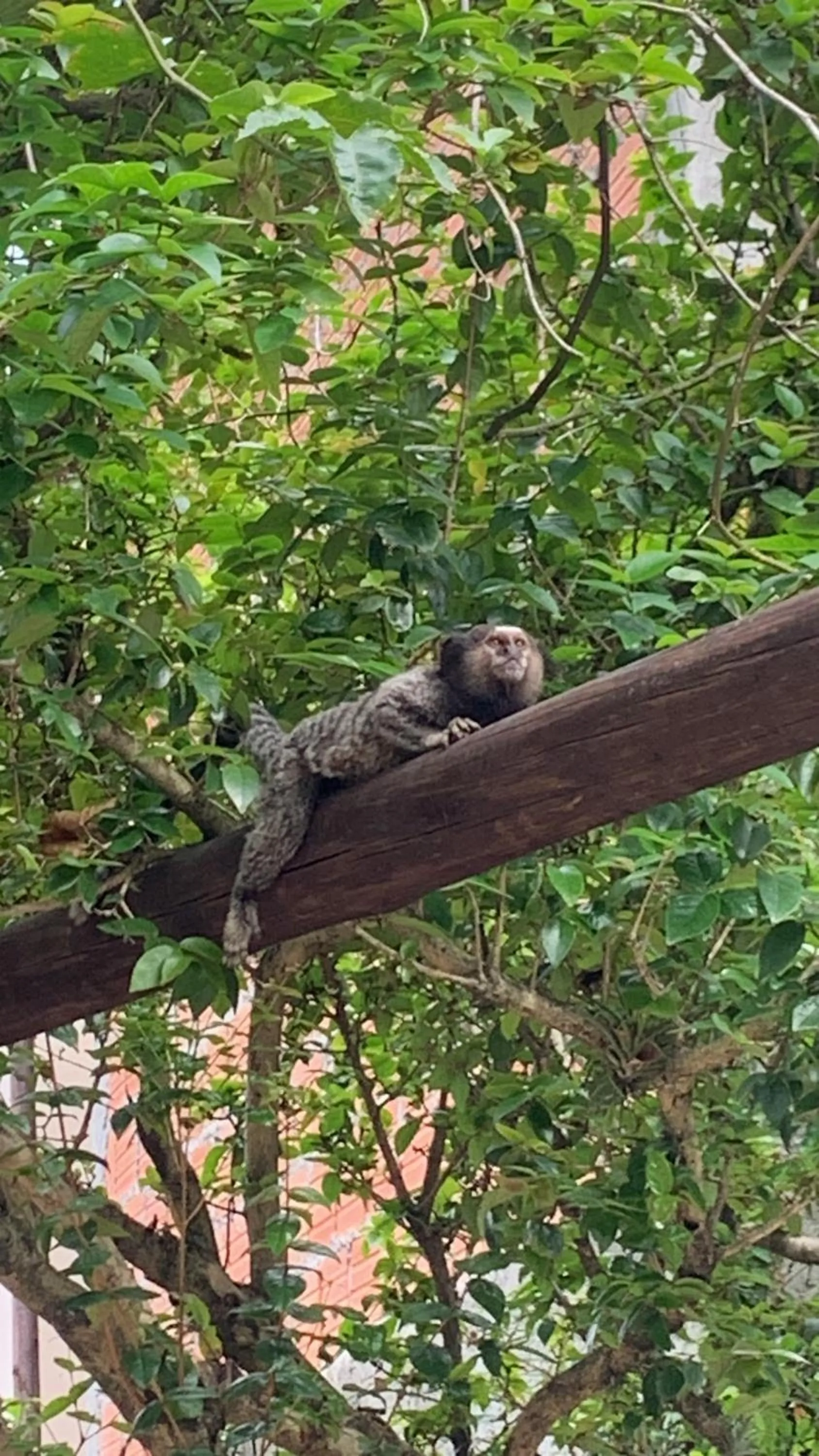 Garden in Hotel Natur Campeche