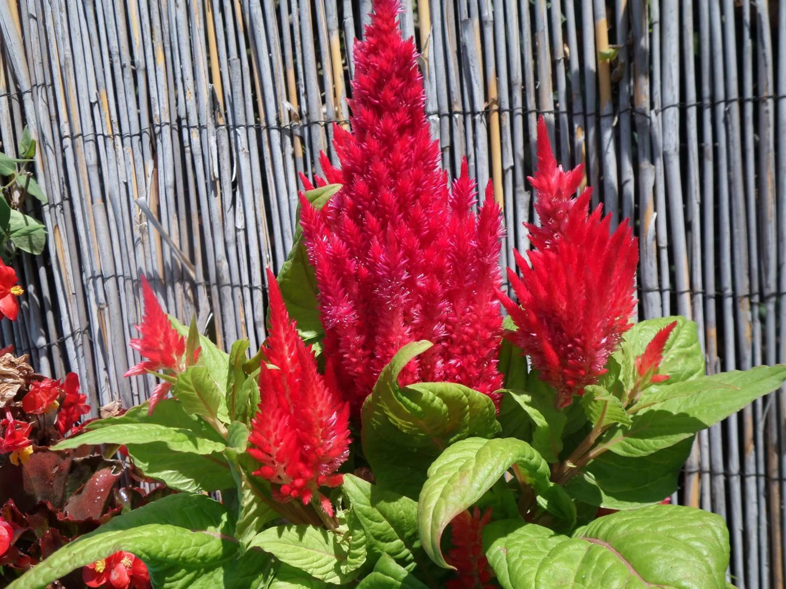 Garden in Artemis Studios & Apartments